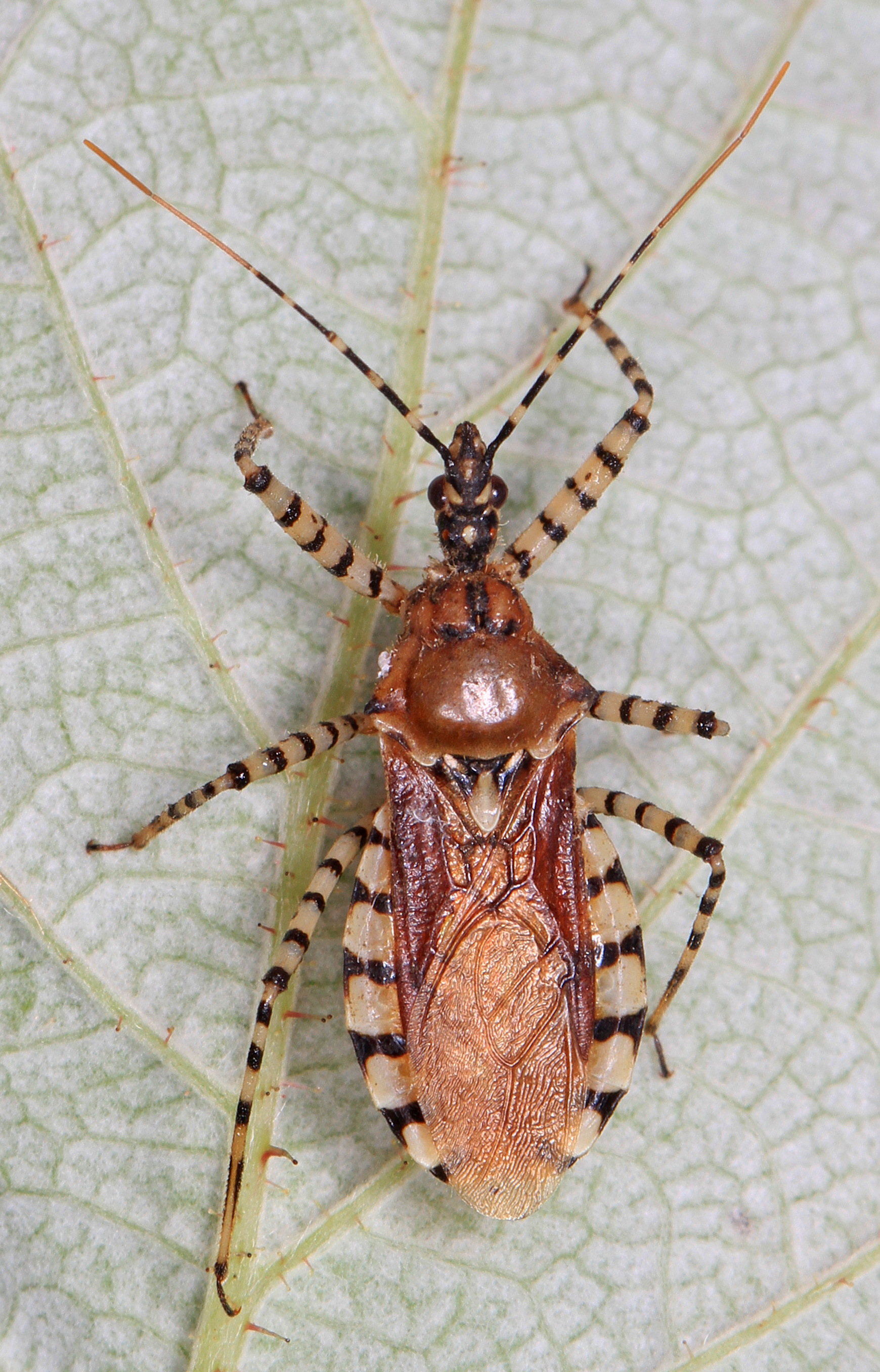 366 - Assassin Bug - Pselliopus cinctus, Meadowood Farm SRMA, Mason Neck, Virginia