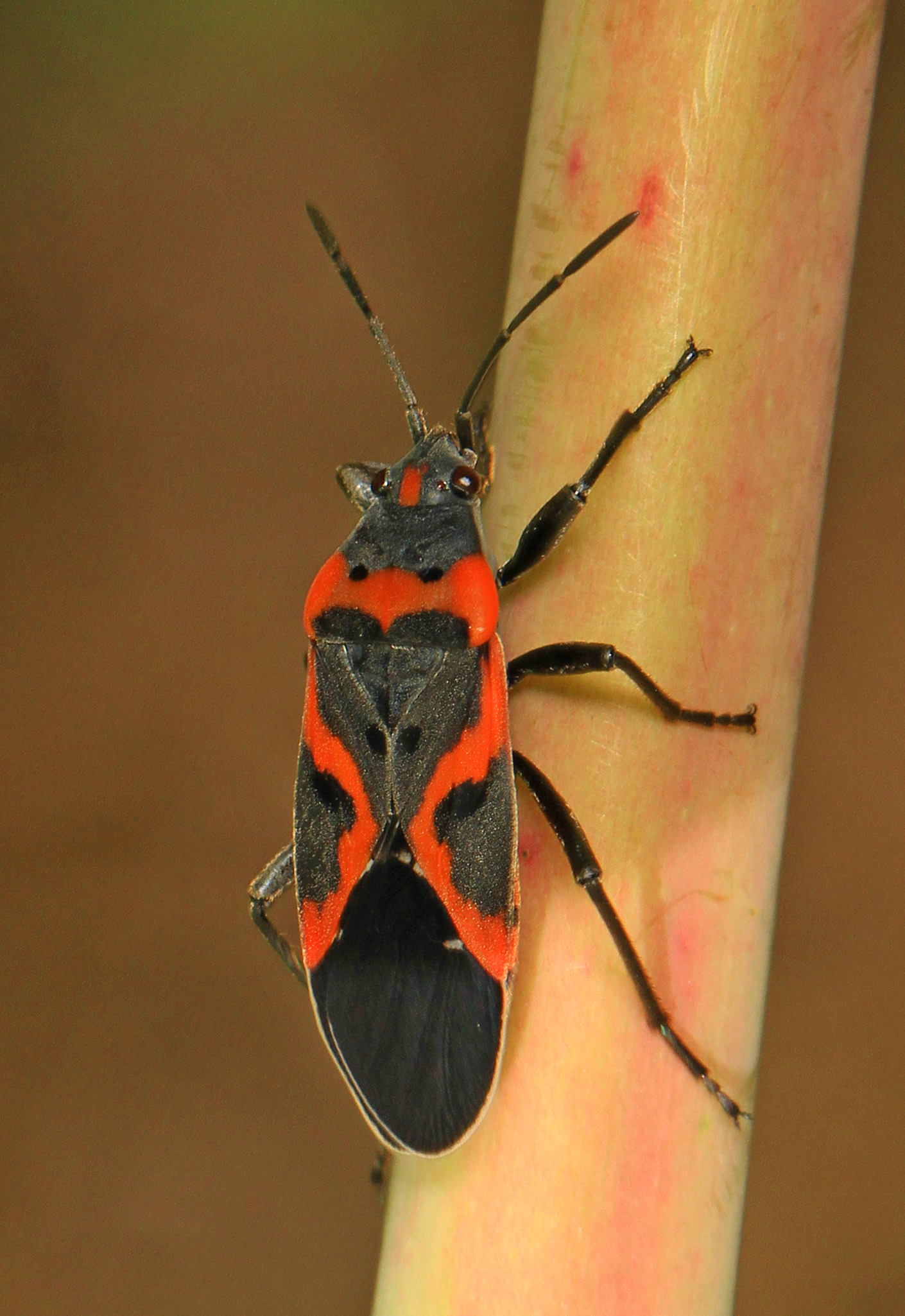 366 - Small Milkweed Bug - Lygaeus kalmii, Wye Island Natural Resource Management Area, Queenstown, Maryland