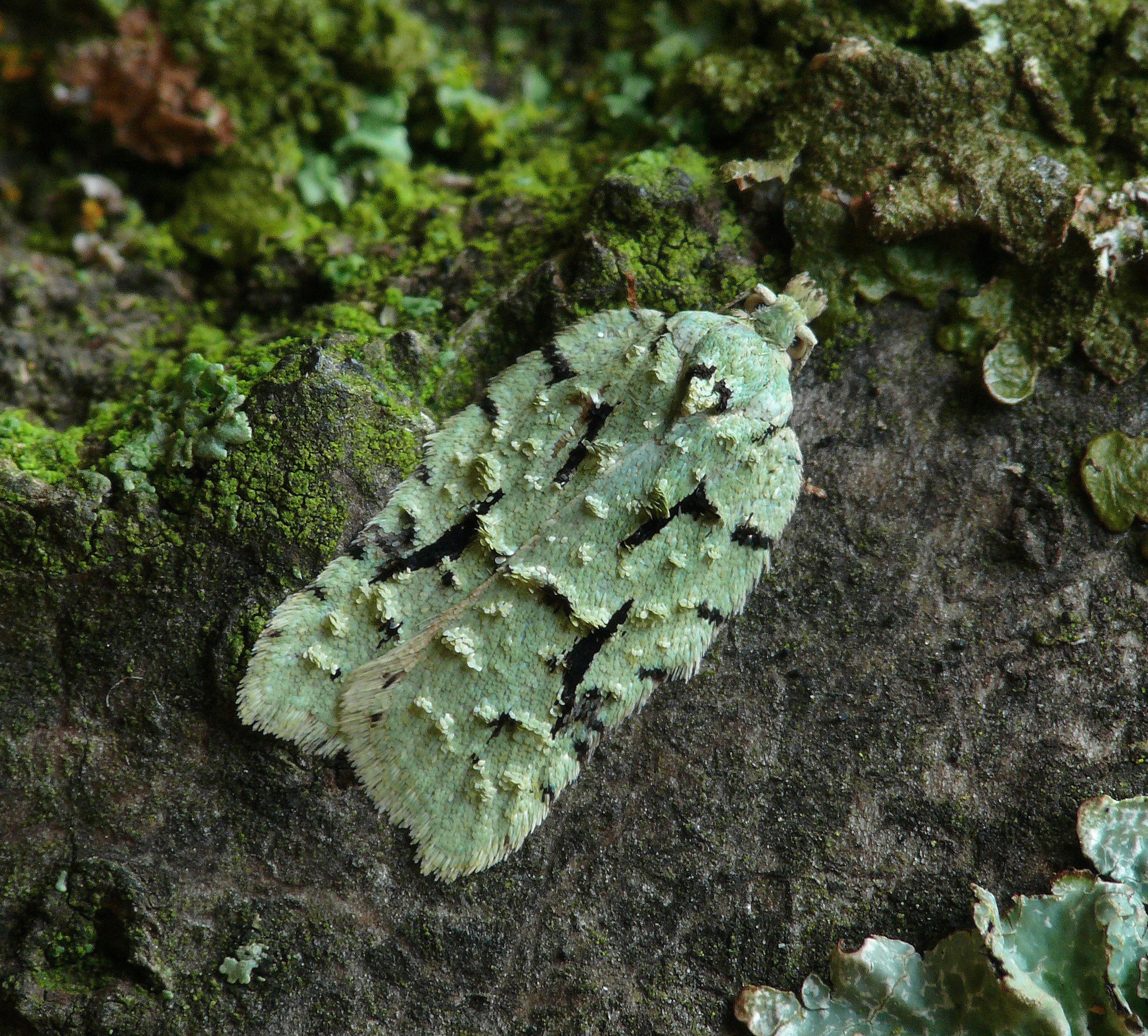 49.087 BF1061 Acleris literana (3129770637)