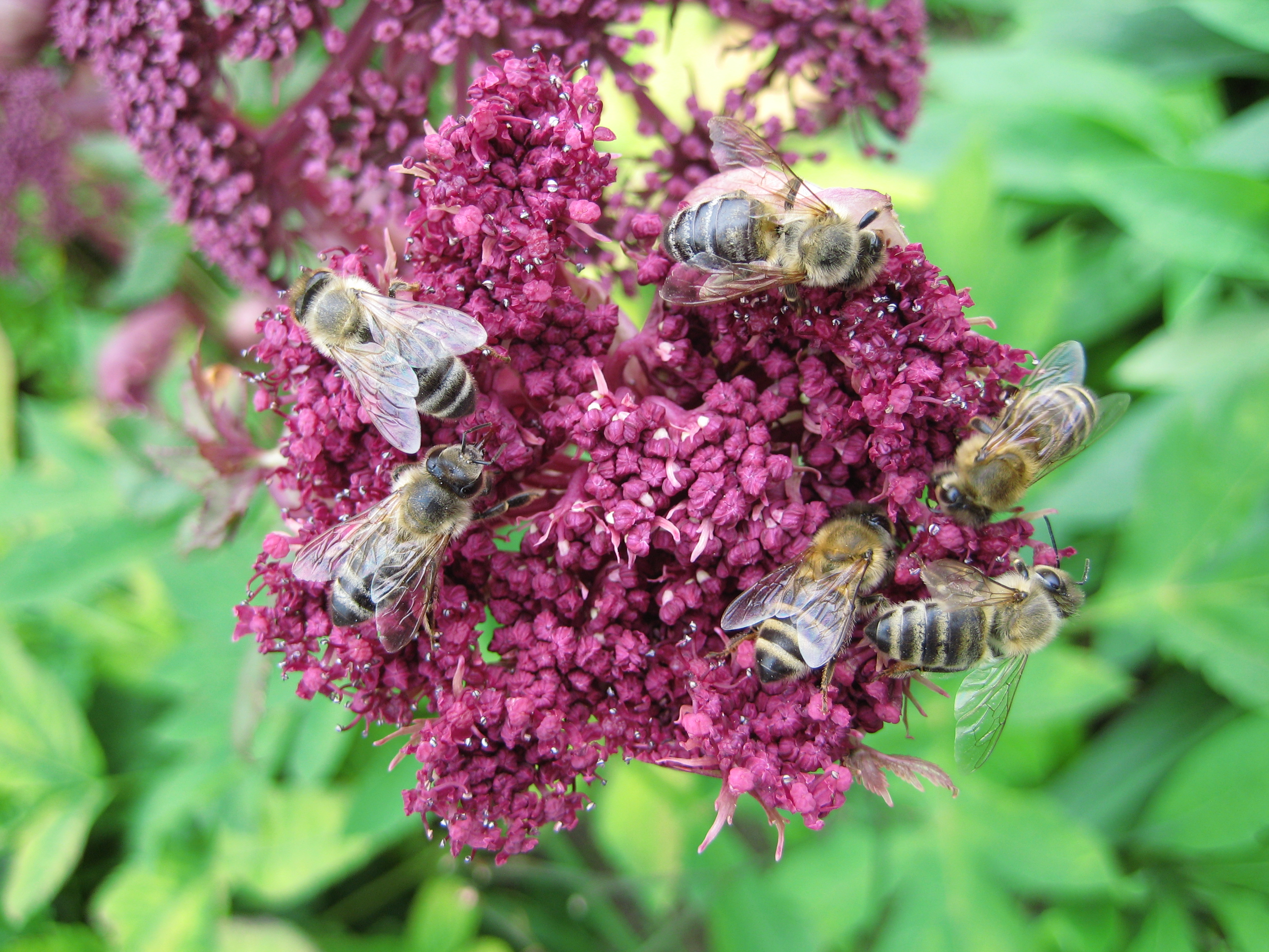 6 Bees