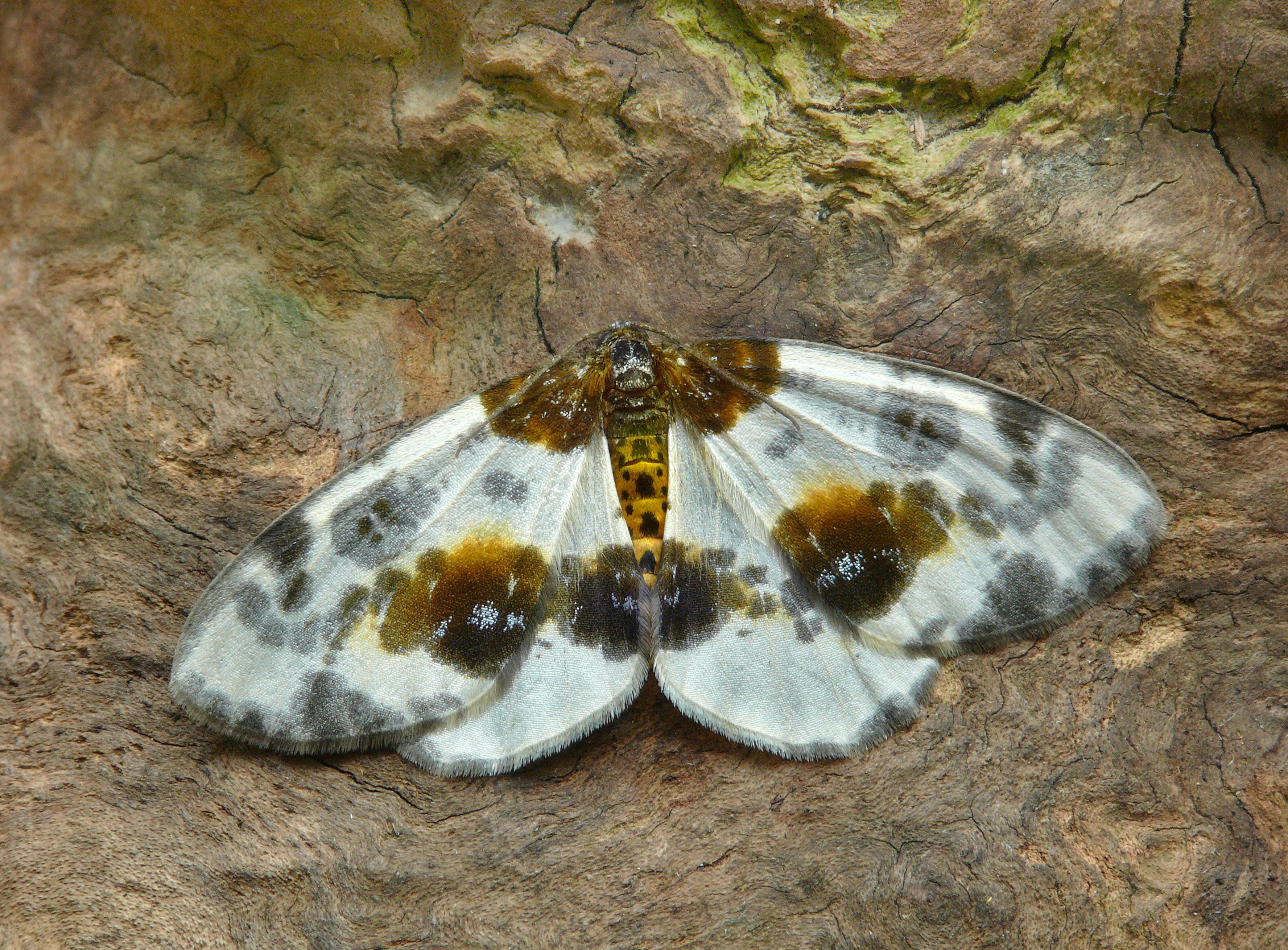 70.206 BF1885 Clouded Magpie, Abraxas sylvata (3591839155)