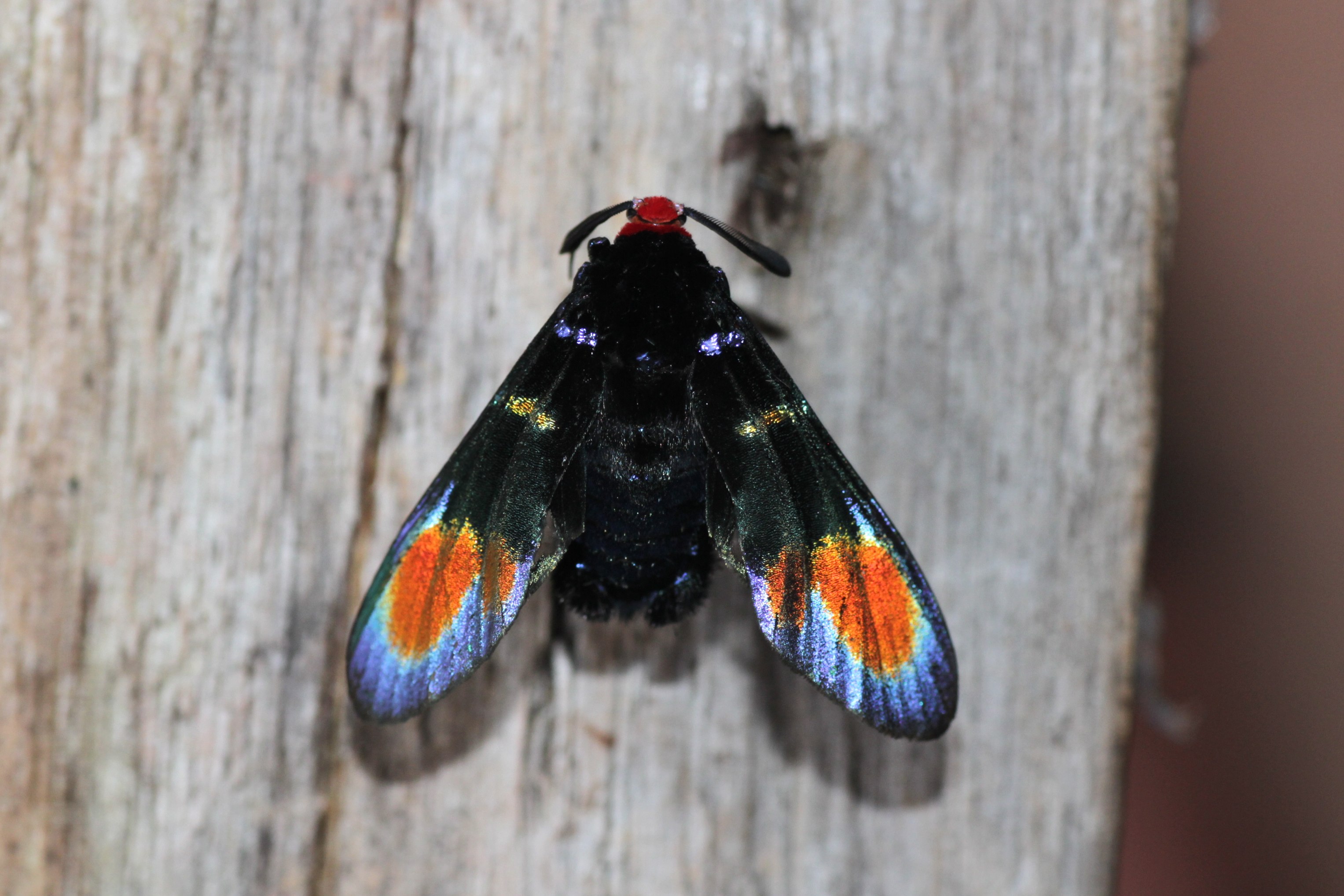 ?? (Erebidae- Arctiinae- Arctiini- Euchromiina) (24425275425)