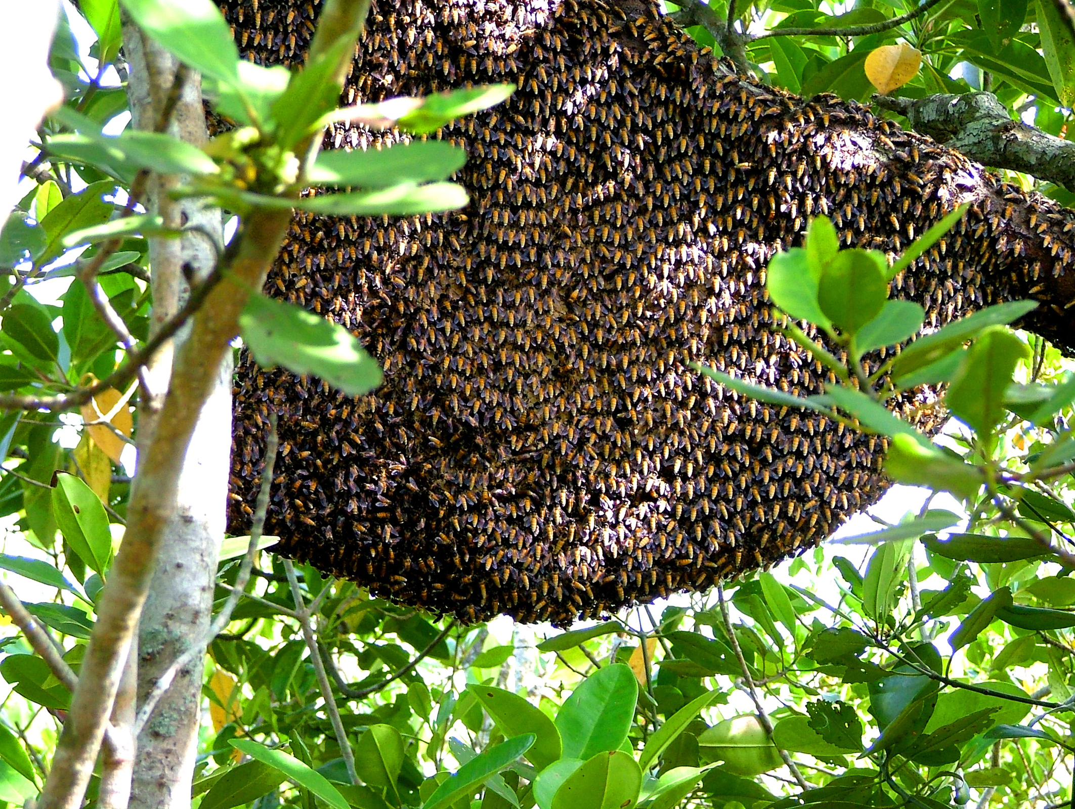 (Apis dorsata)