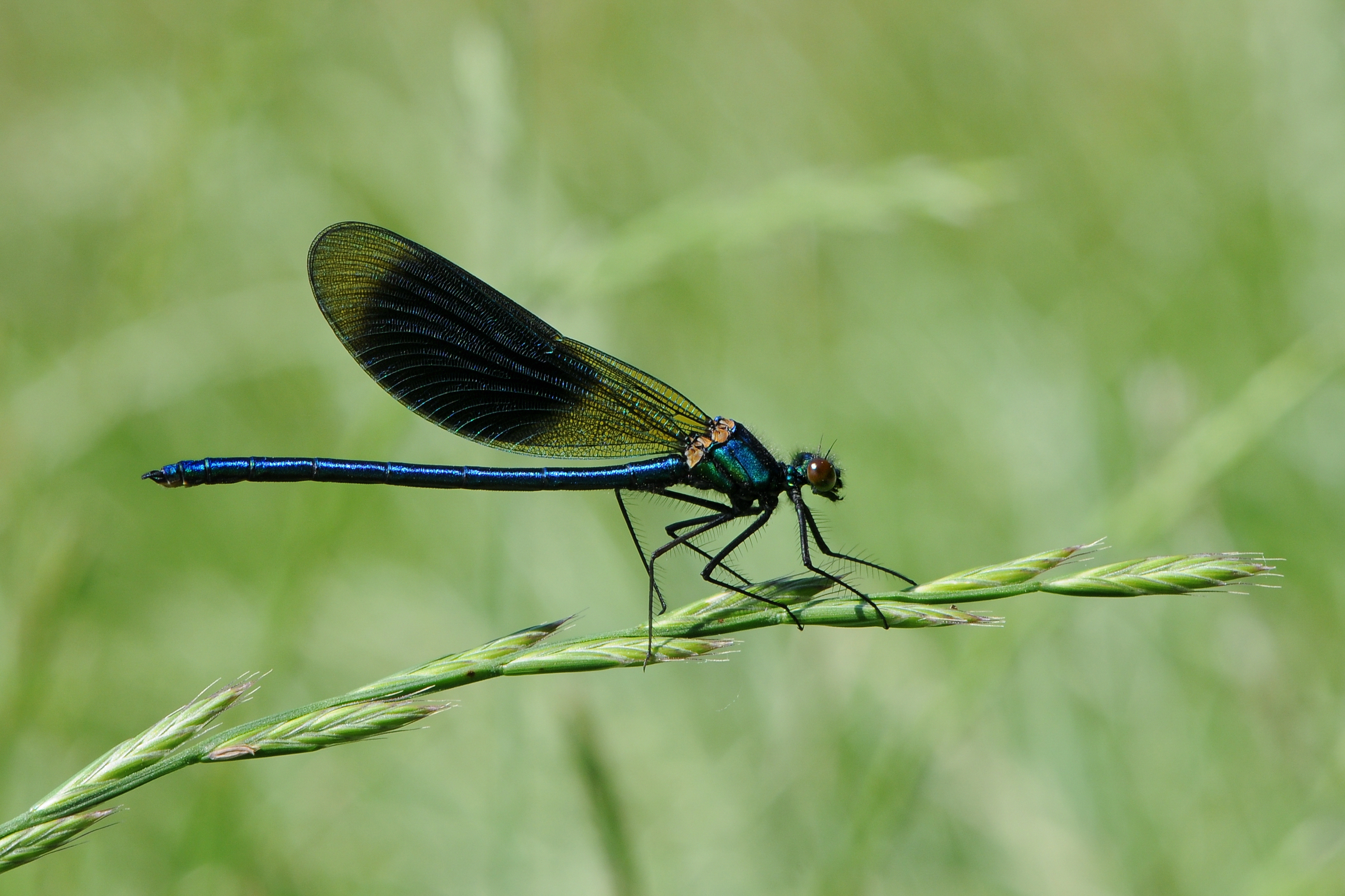 ♂ Gebänderte Prachtlibelle Calopteryx splendens 4