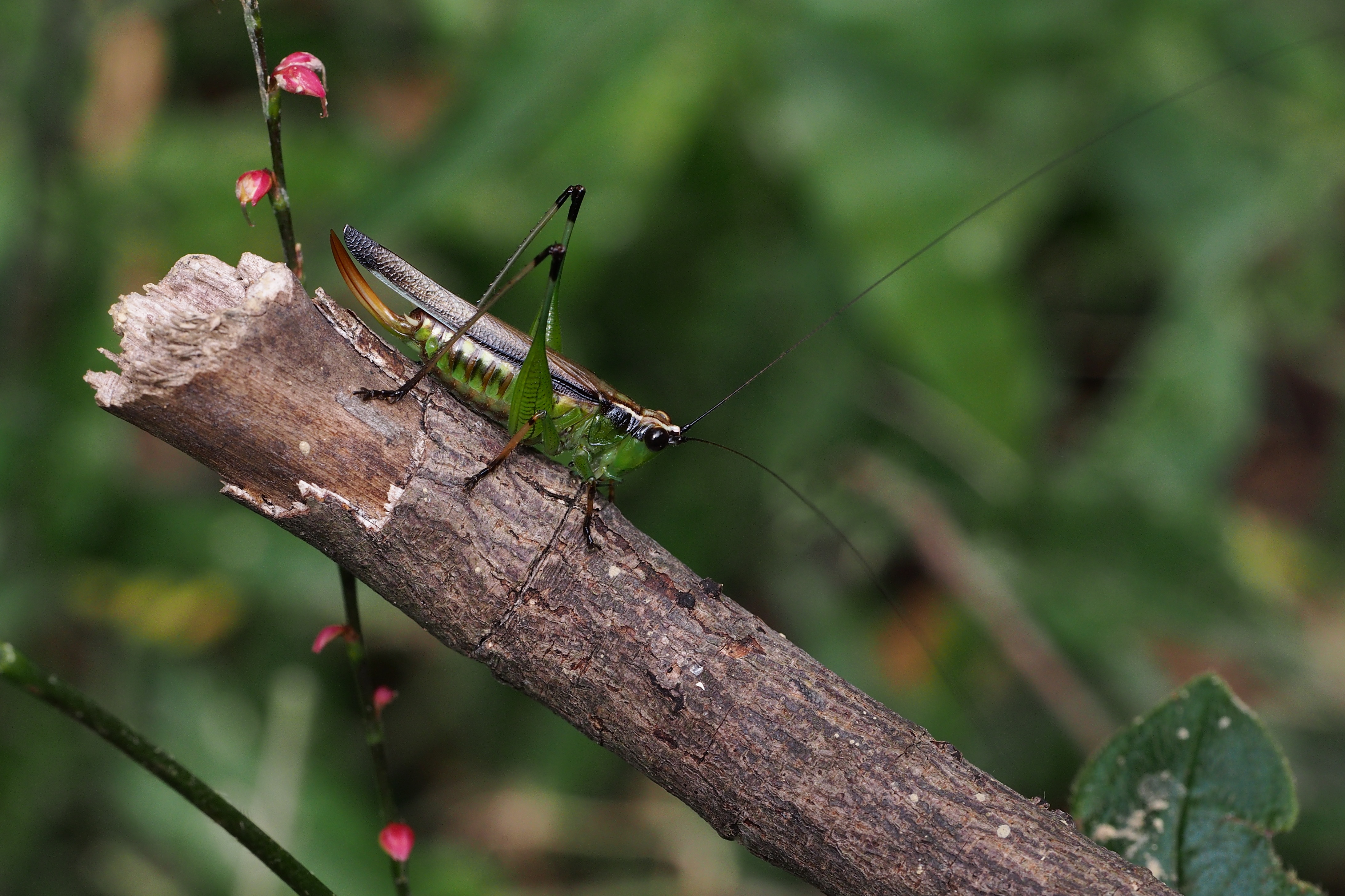 ササキリ (Conocephalus melaenus) (15324454560)