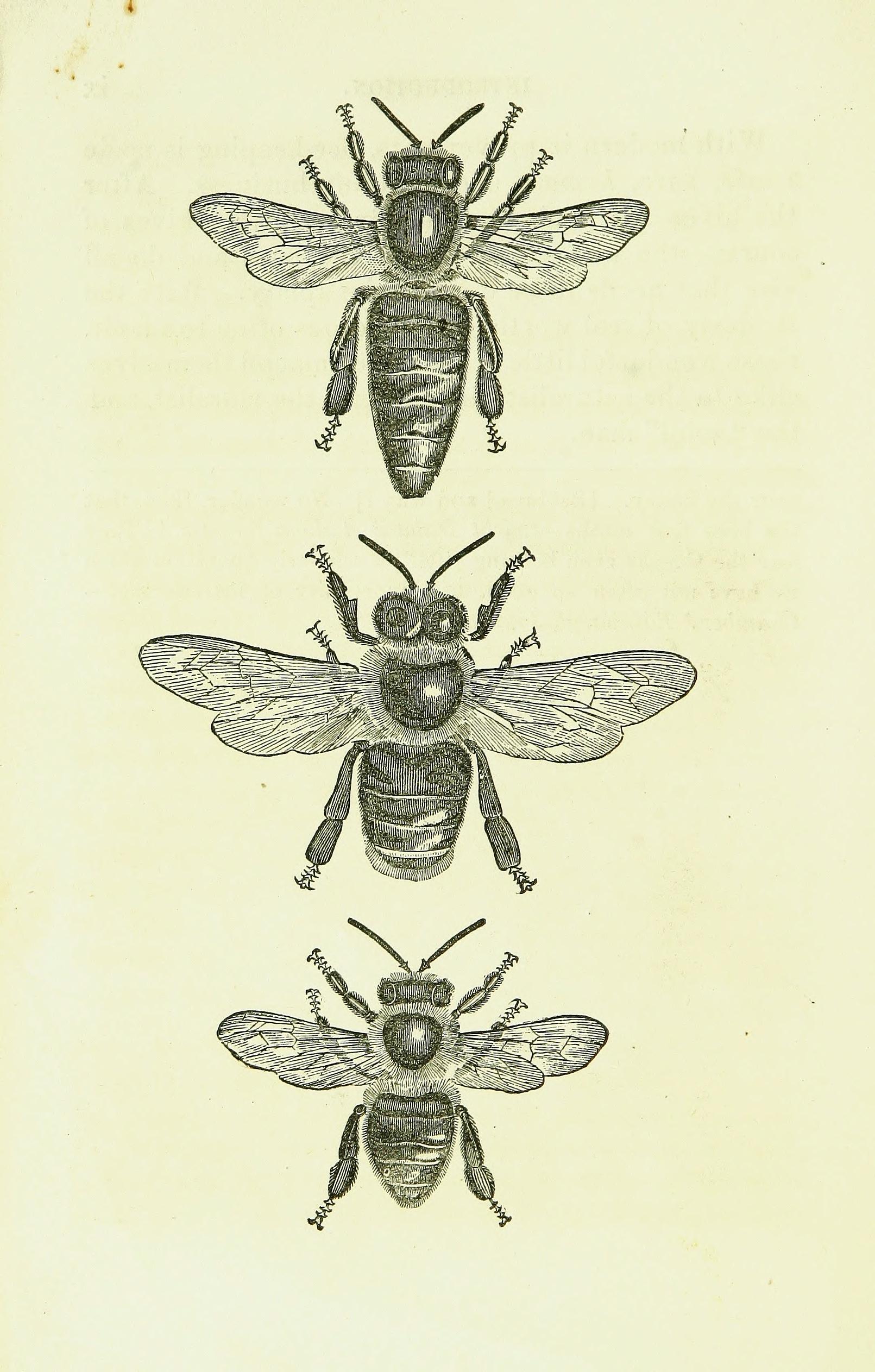 A key to successful bee-keeping (Page x) BHL42134850