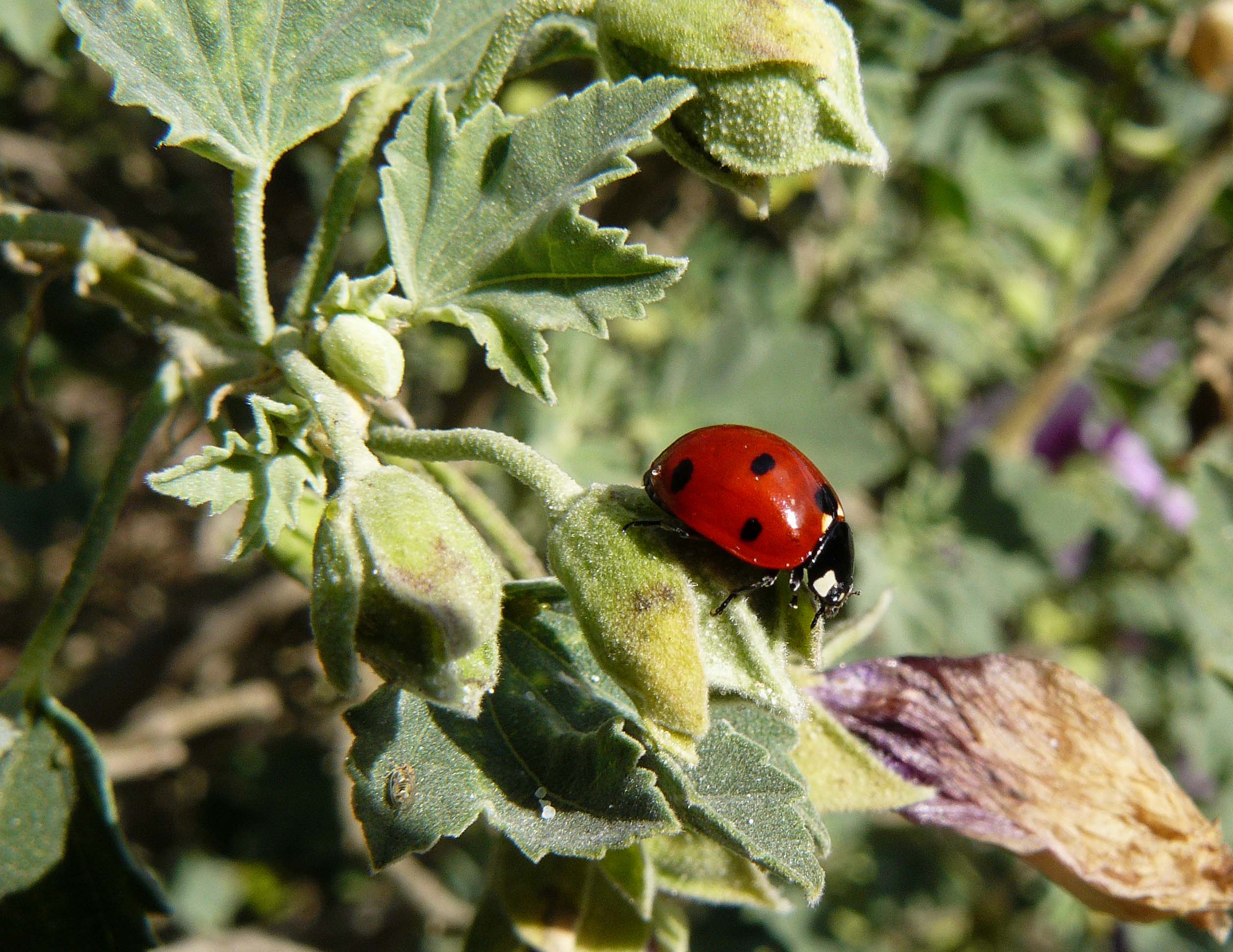 A little red ladybug