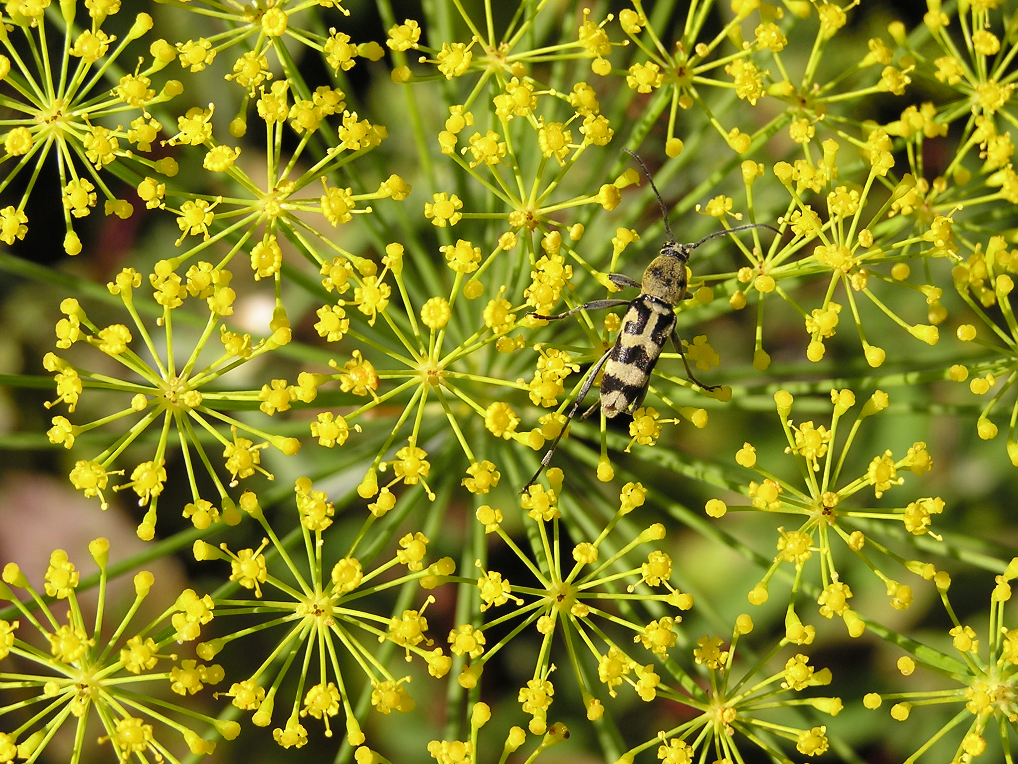 Ab insect 012