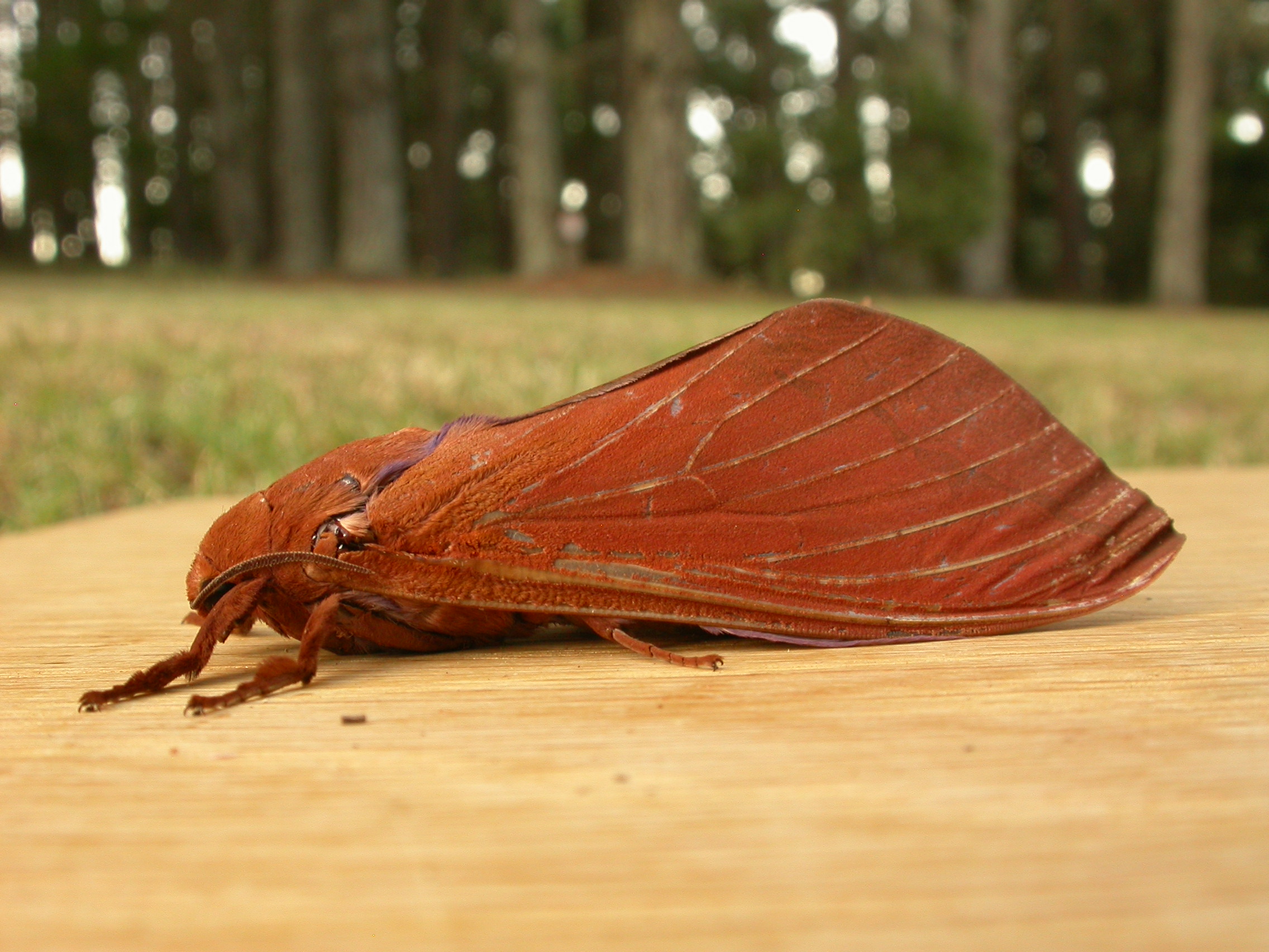 Abantiades hyalinatus (3206333450)