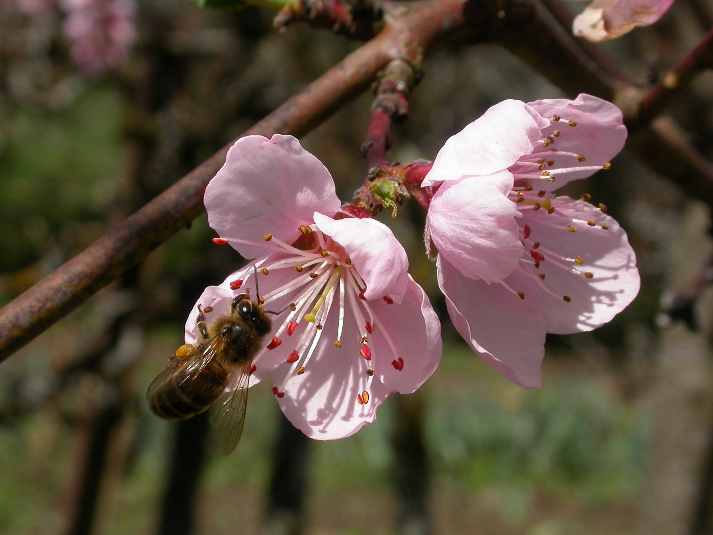 Abeille3