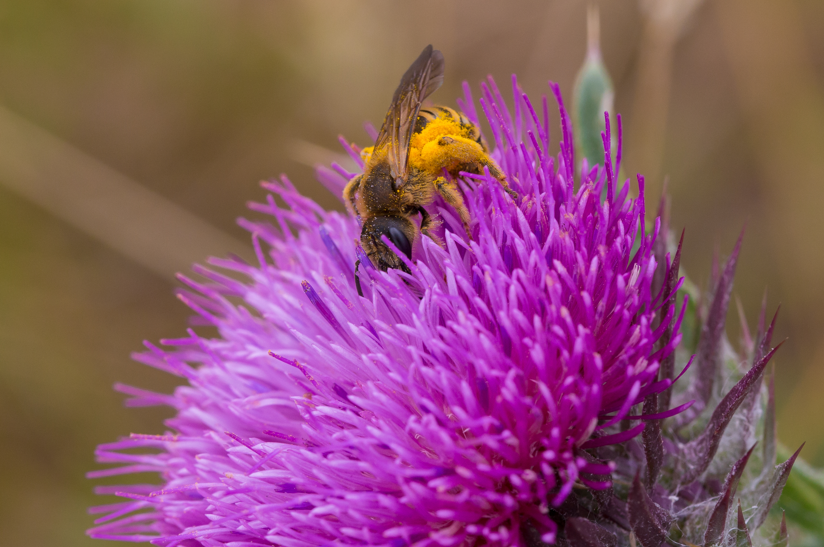 Abeille Cirse 1