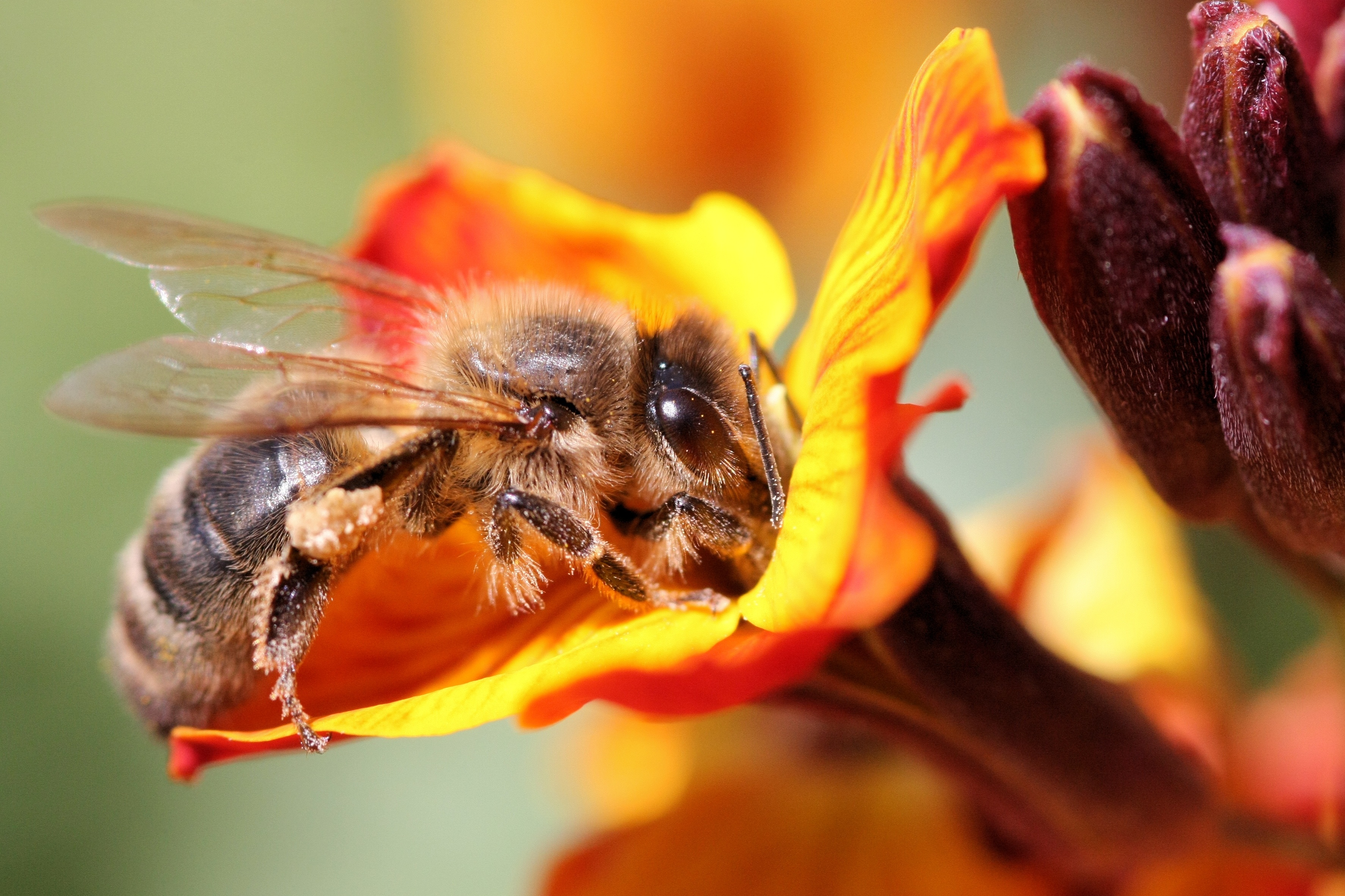 Abeille-giroflée