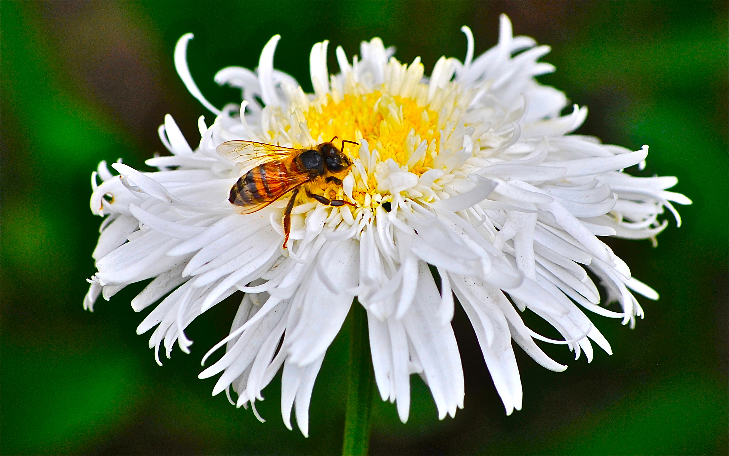 Abeja Margarita Riobamba