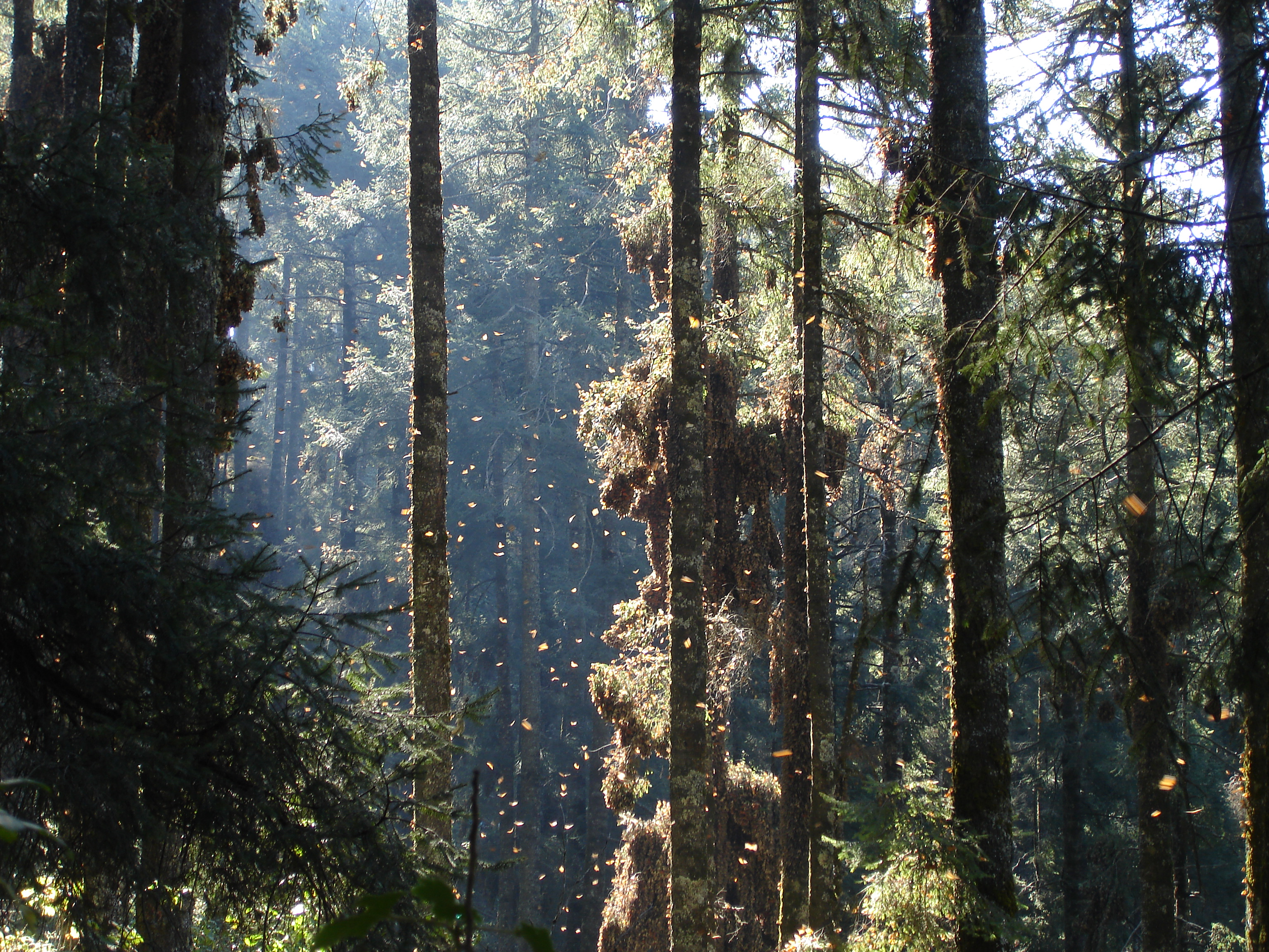 Abies religiosa Chincua 4