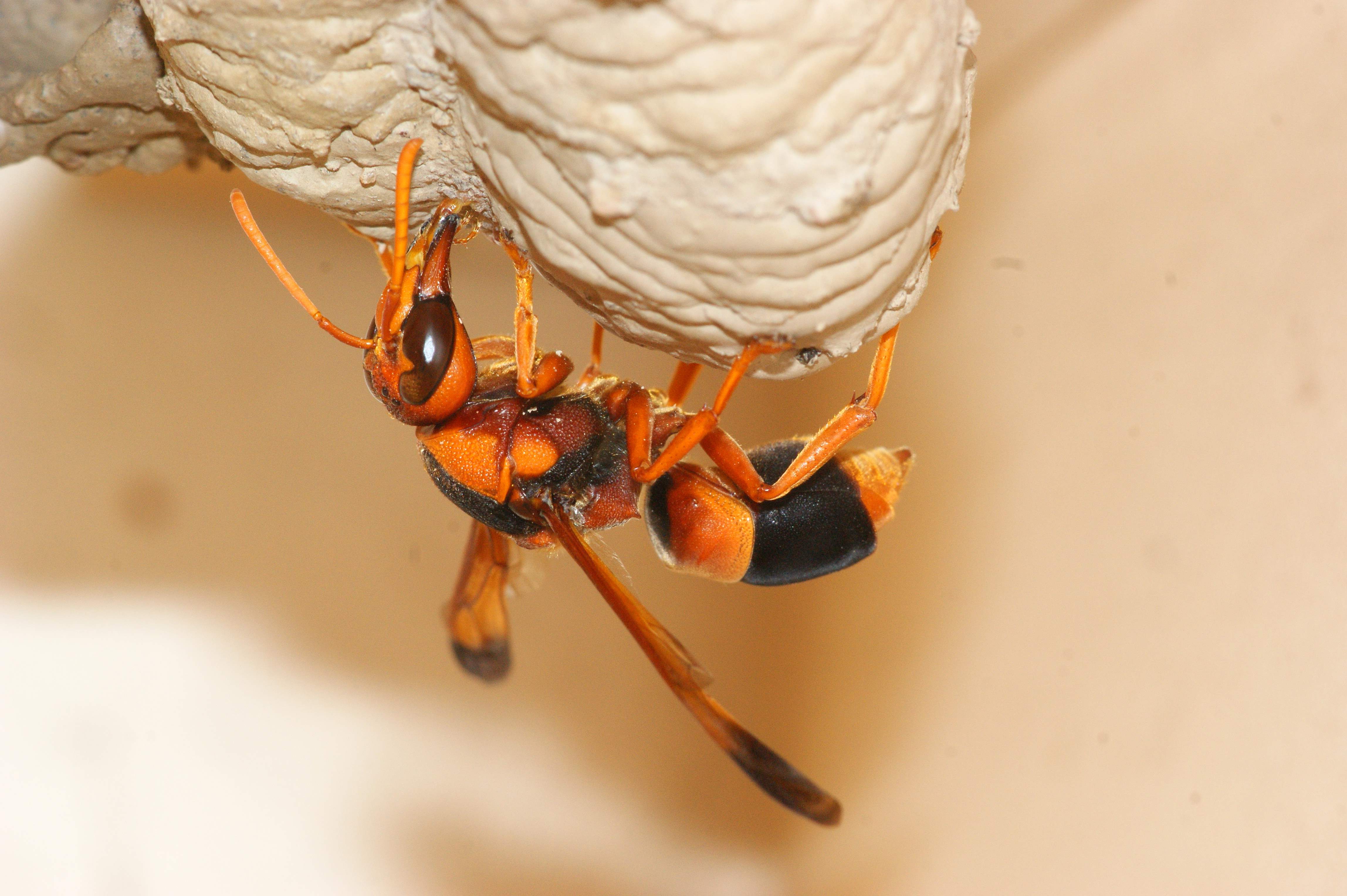 Abispa ephippium 2