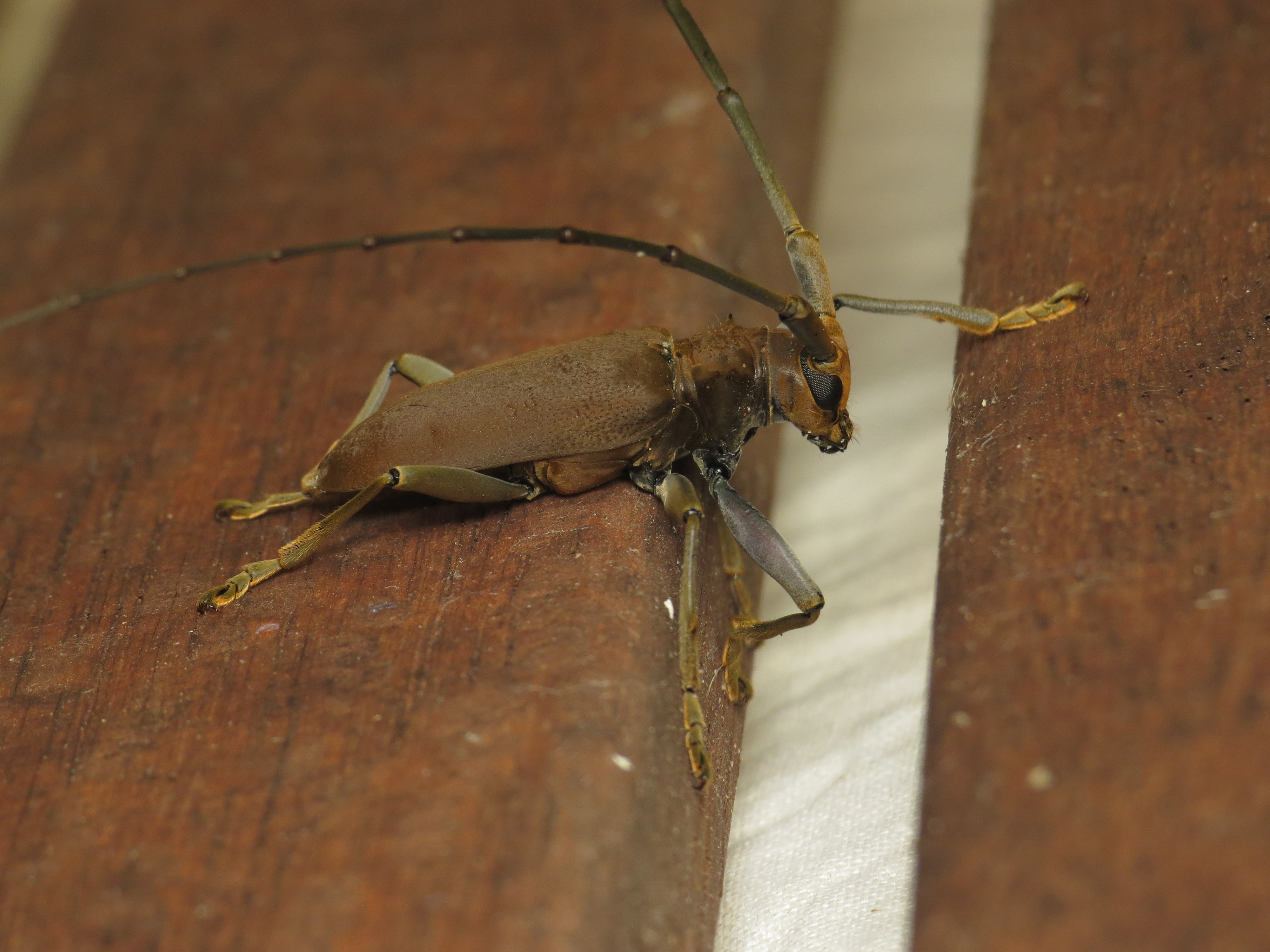 Acalolepta aesthetica (15873345761)