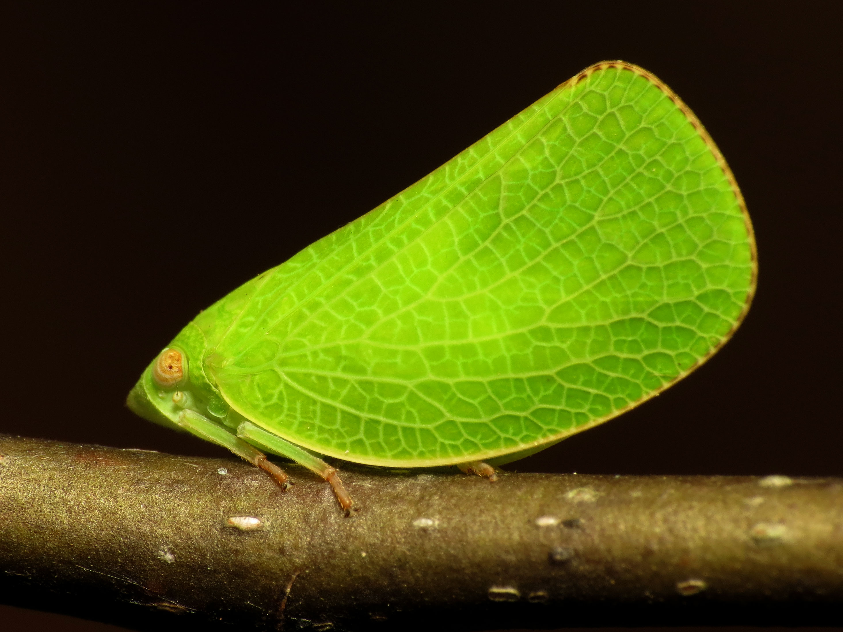 Acanaloniid Planthopper - Flickr - treegrow (3)