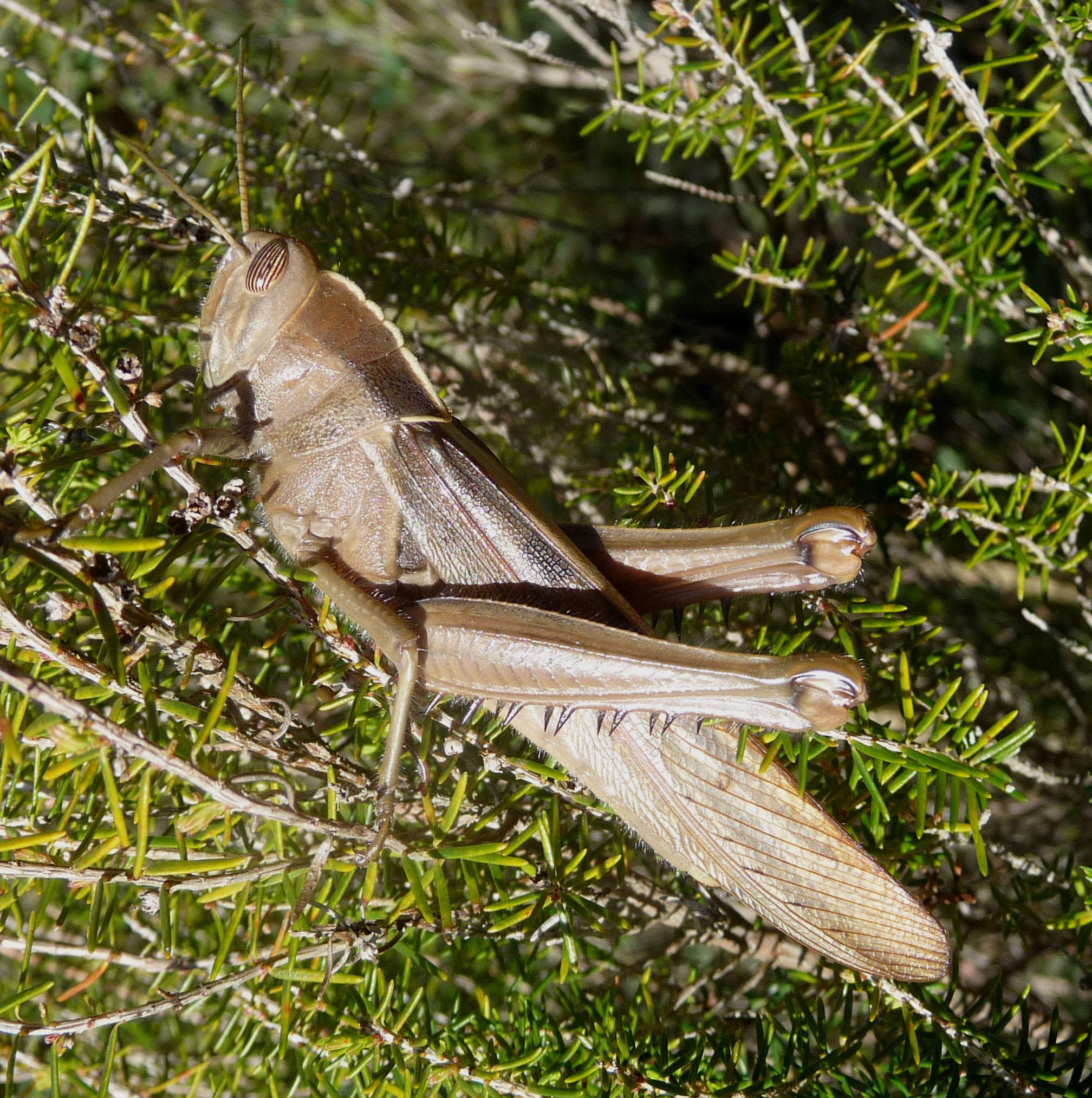 Acanthacris ruficornis - Flickr - gailhampshire (1)