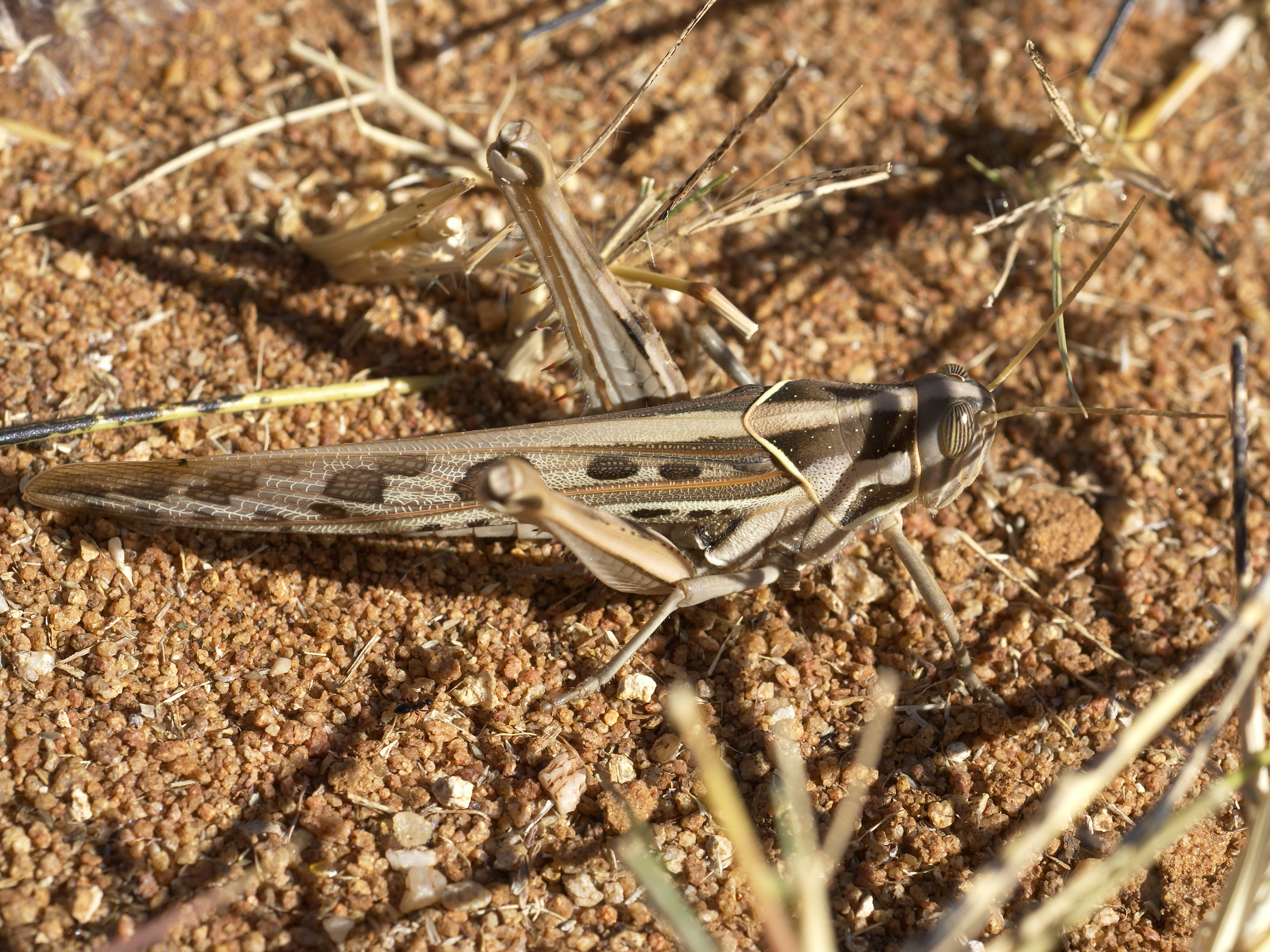 Acanthacris ruficornis ruficornis