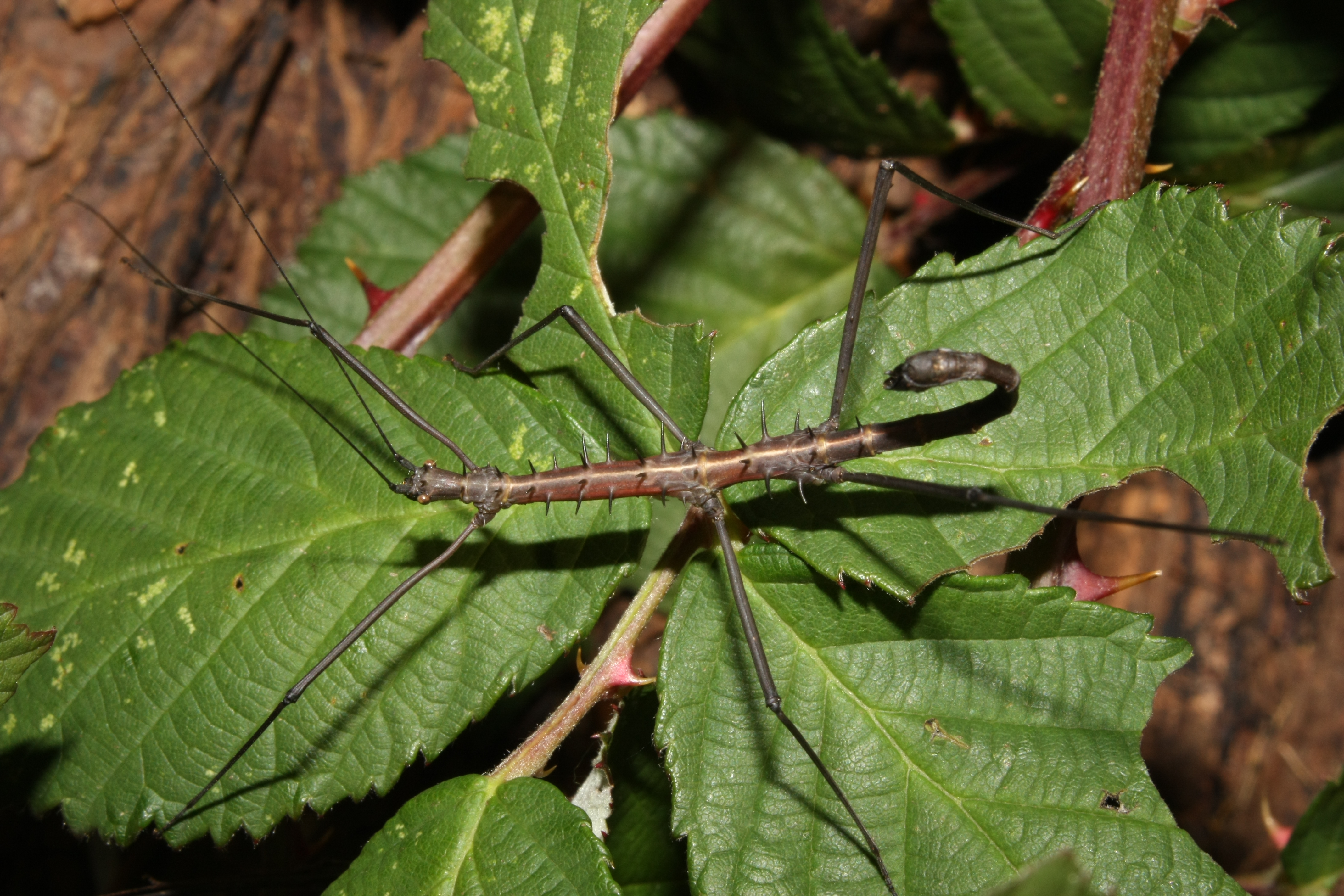 Acanthomenexenus polyacanthus - subadult male