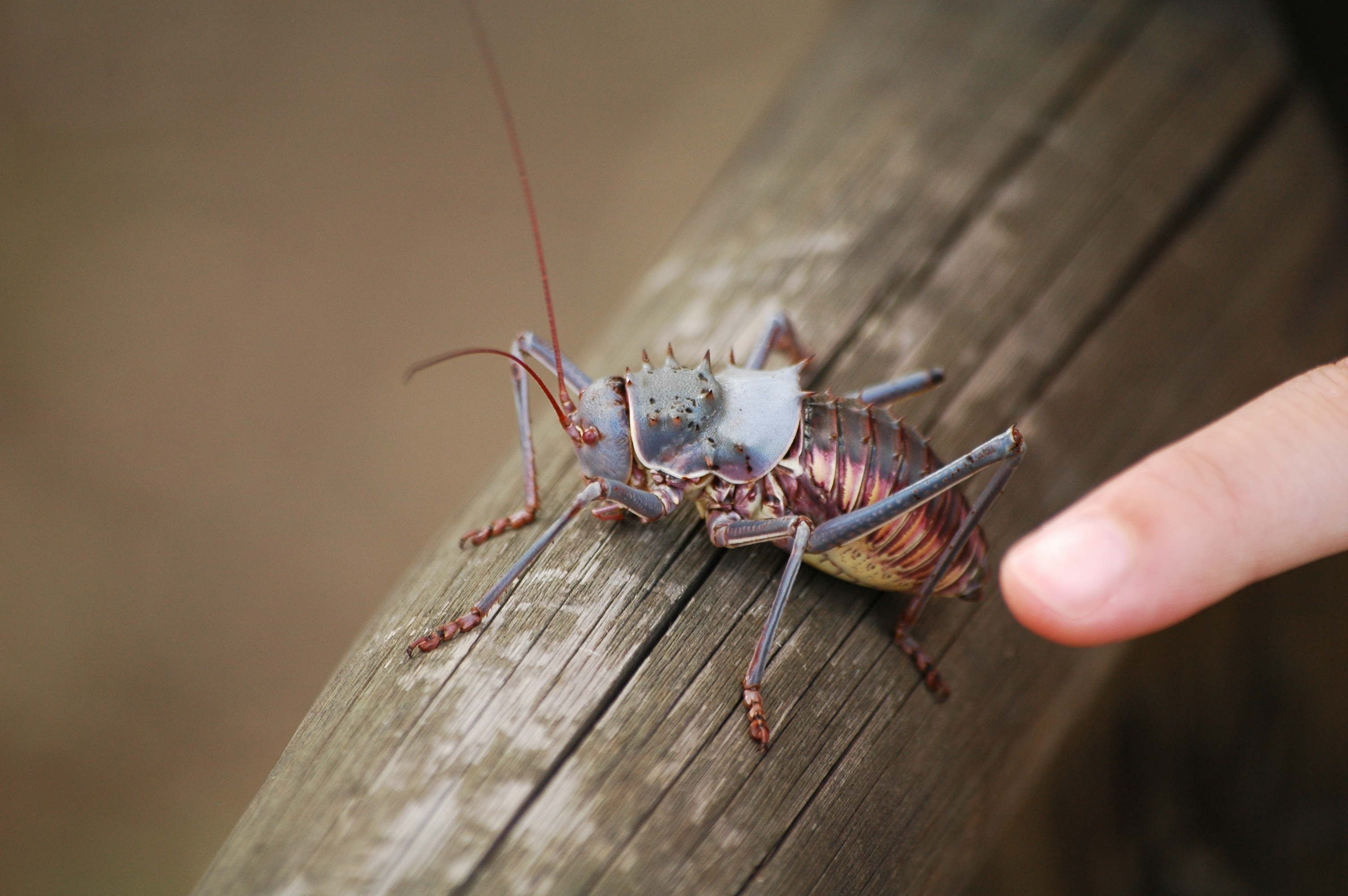Acanthoplus discoidalis, South Africa, Kruger Park by Rockwurm