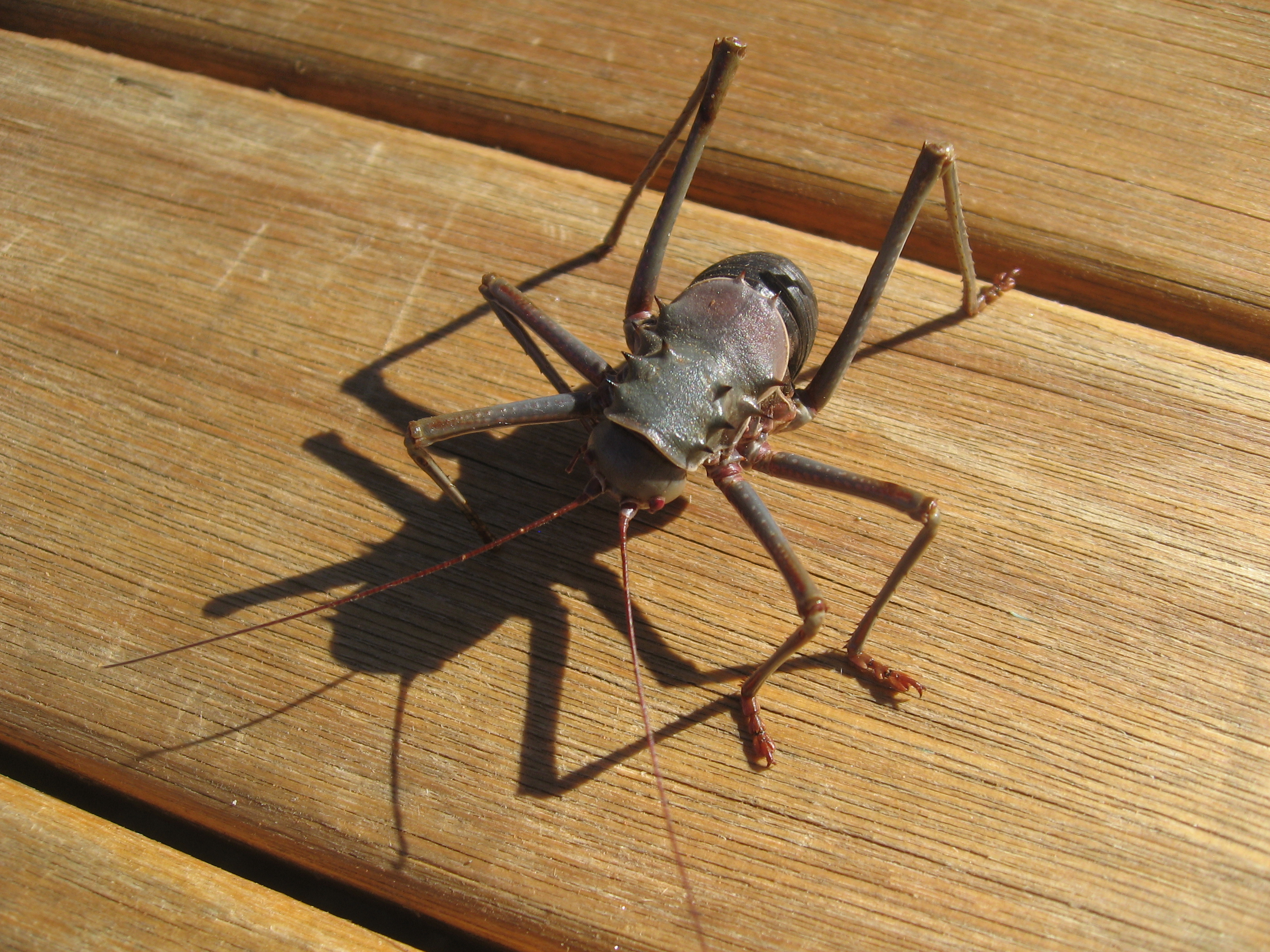 Acanthoplus longipes 02