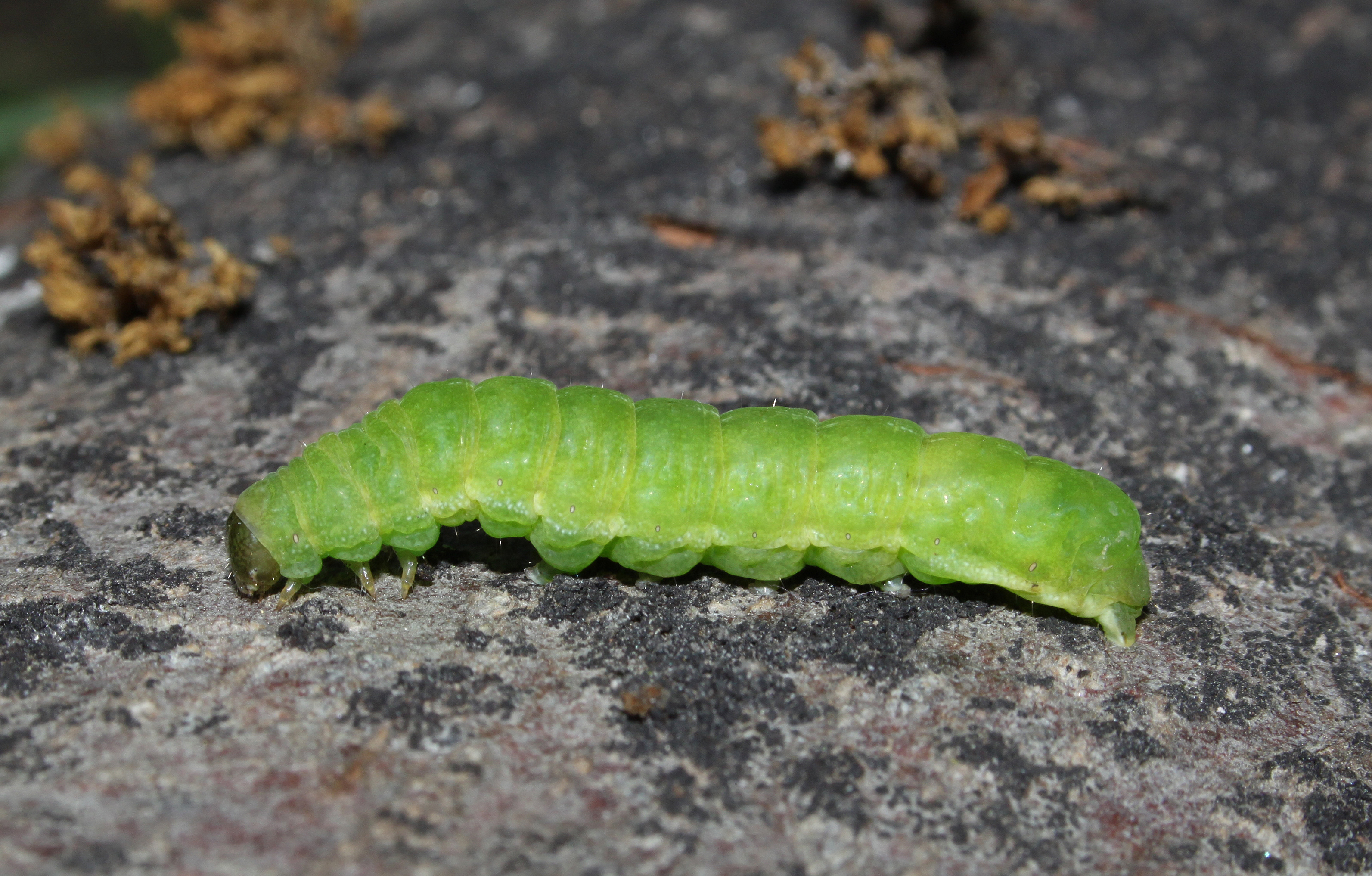 Achateule-phlogophora-meticulosa