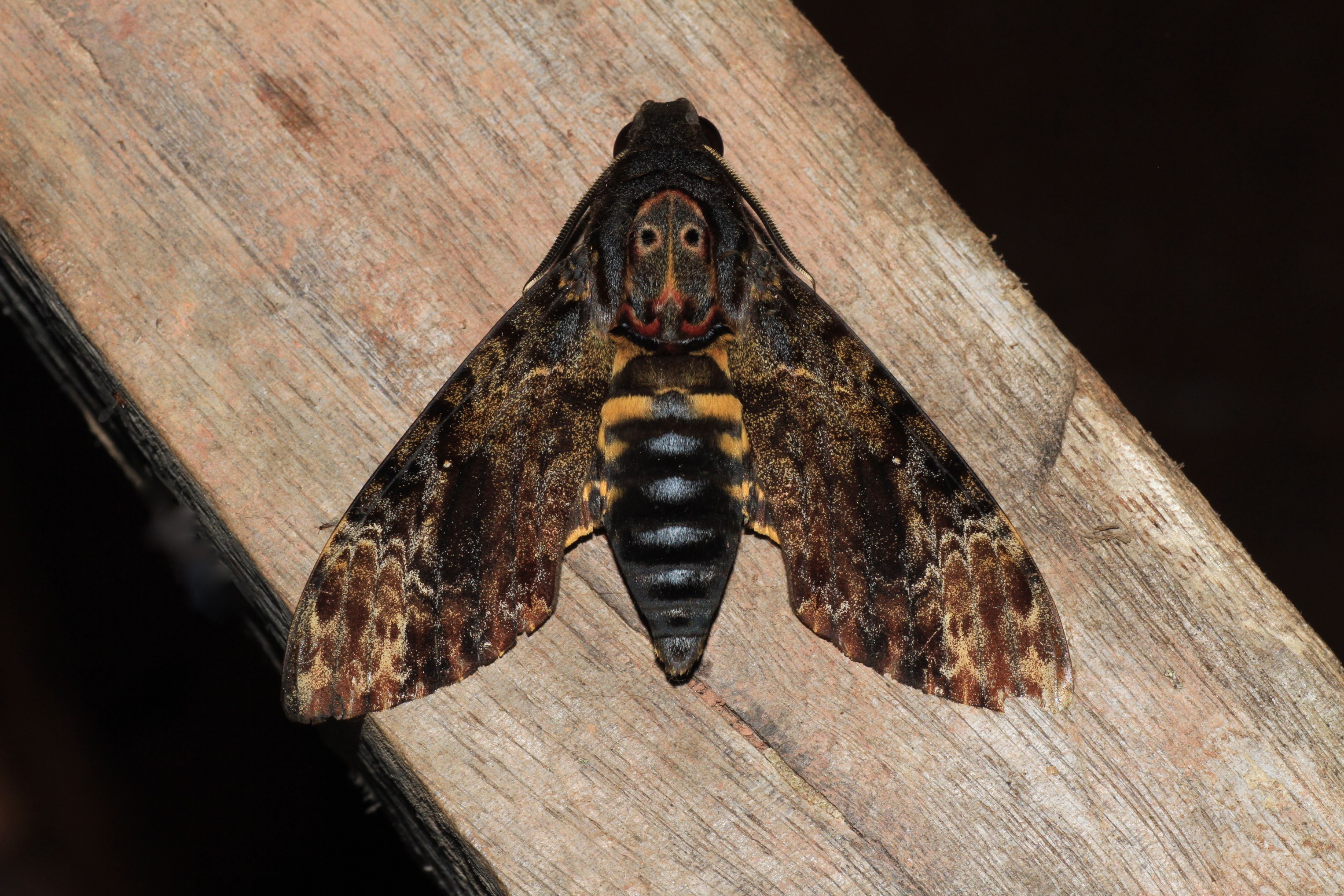 Acherontia lachesis (Sphingidae) (5714428230)