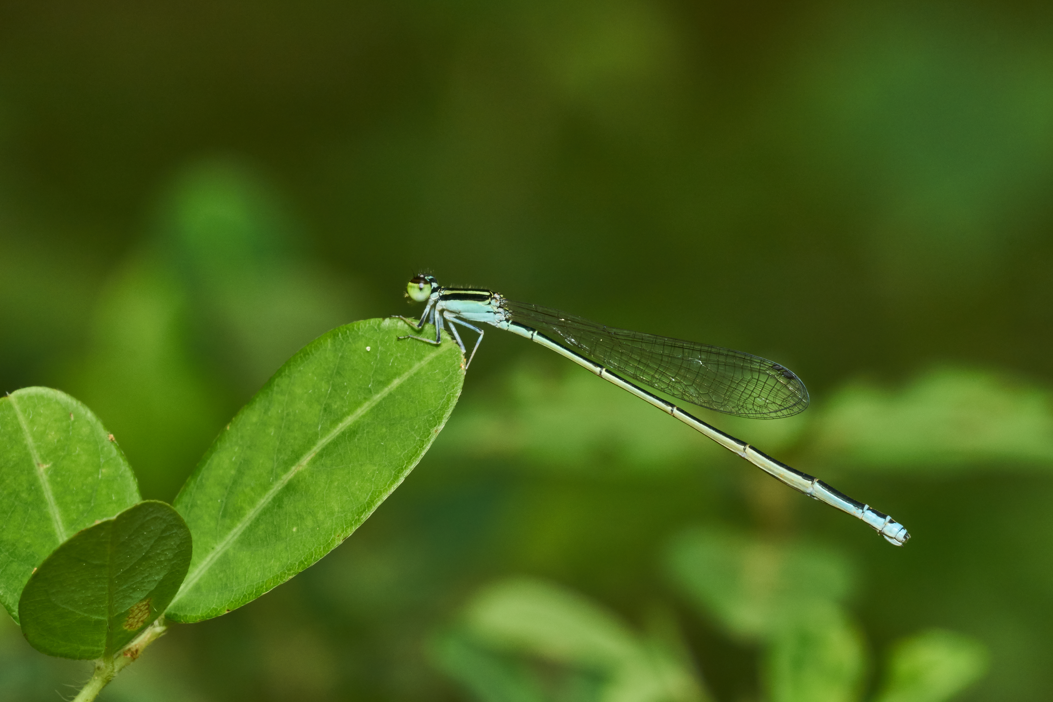 Aciagrion occidentale-Kadavoor-2017-07-02-002