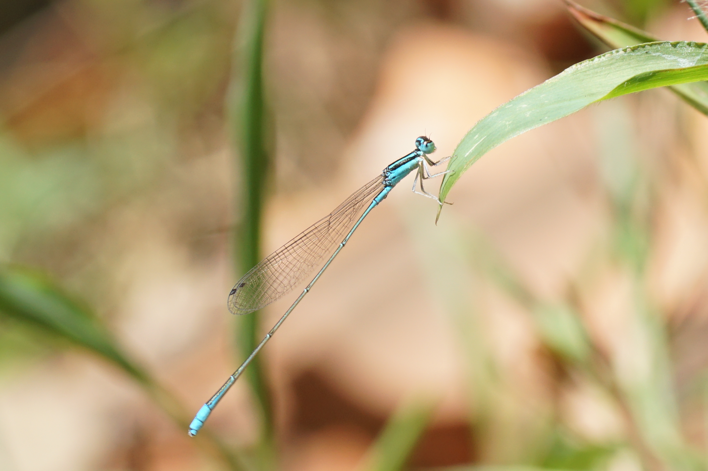 Aciagrion occidentale 02035