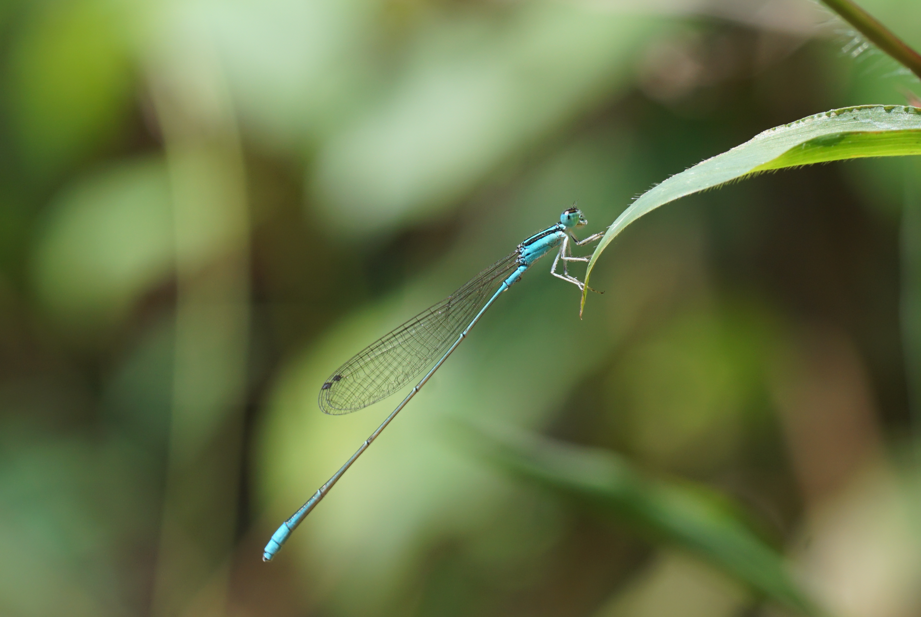 Aciagrion occidentale 02038
