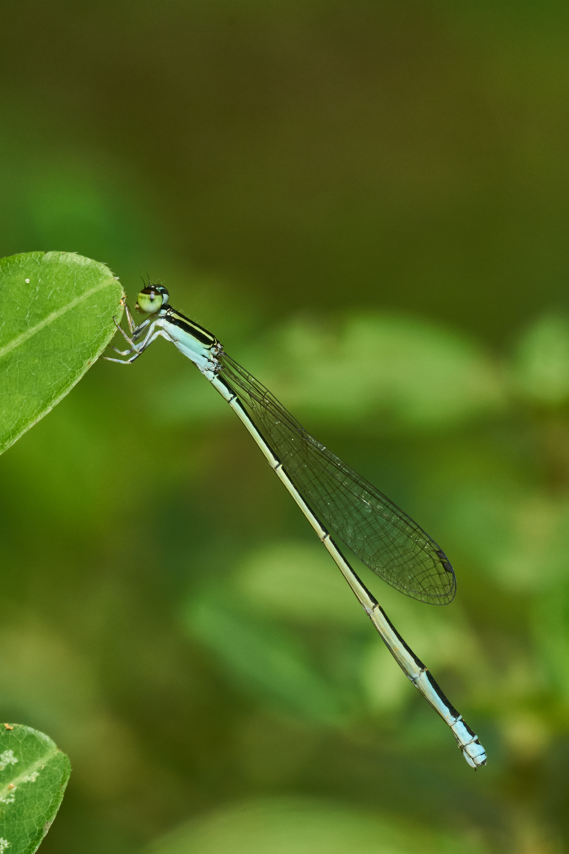 Aciagrion occidentale-Kadavoor-2017-07-02-001