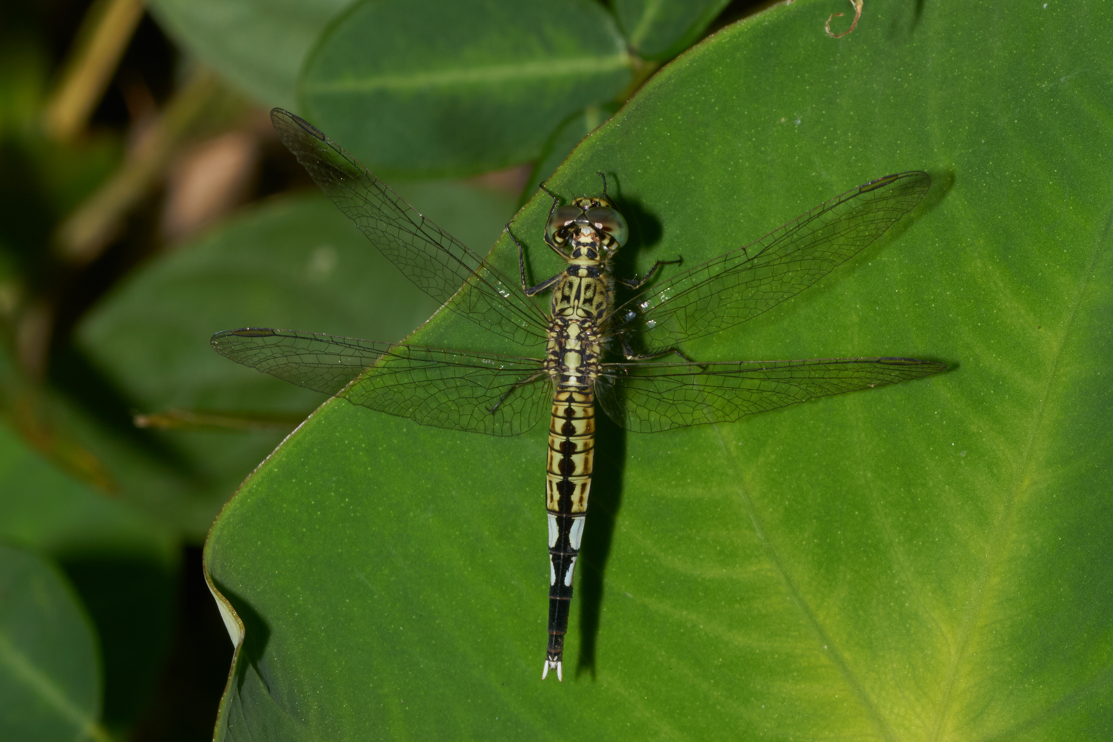 Acisoma panorpoides-Kadavoor-2016-09-08-001