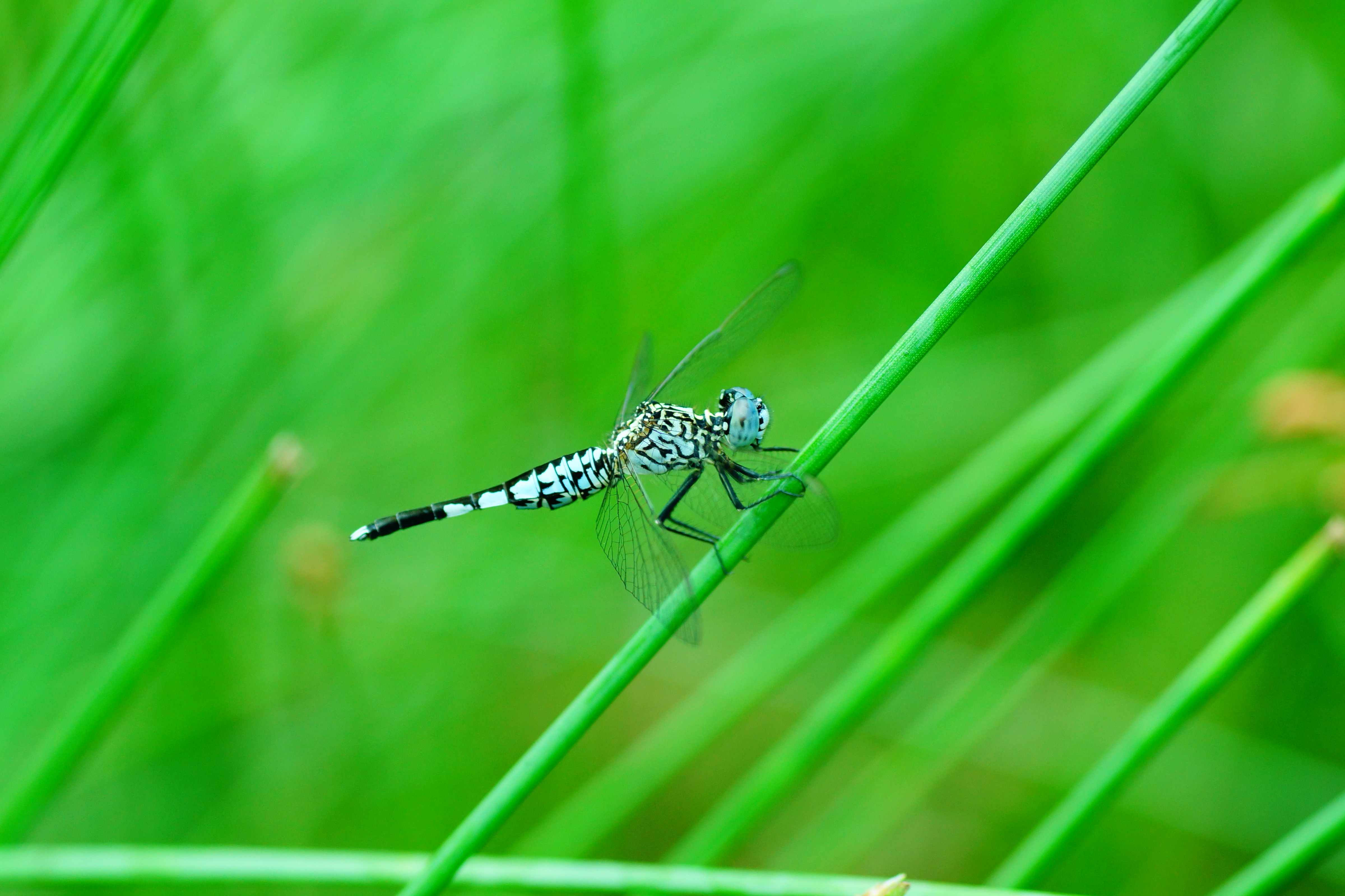 Acisoma panorpoides 03168
