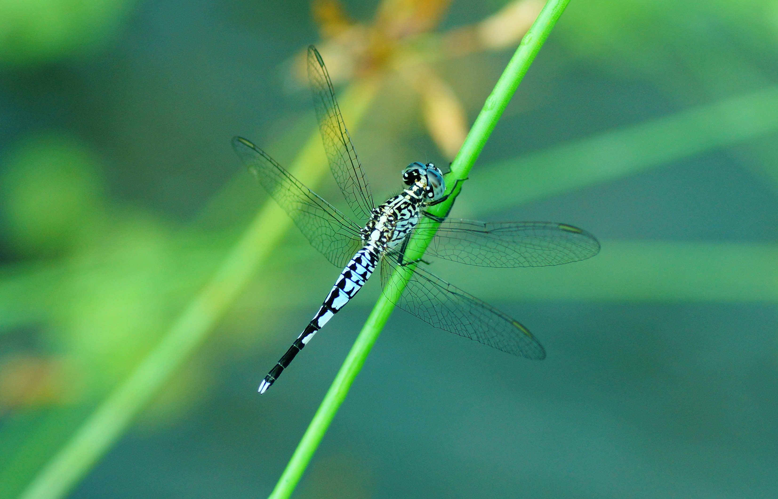 Acisoma panorpoides 03176