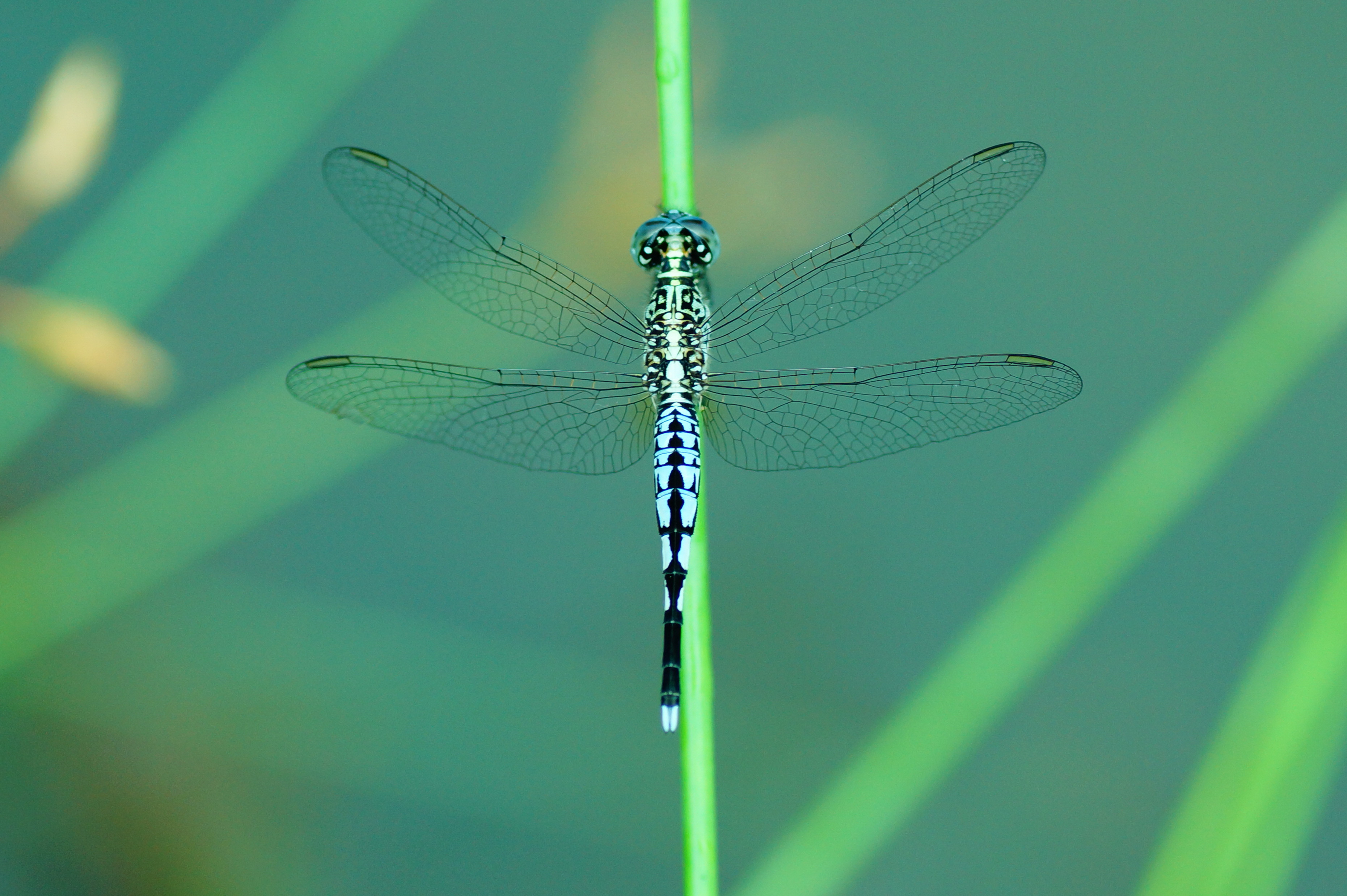 Acisoma panorpoides 03185