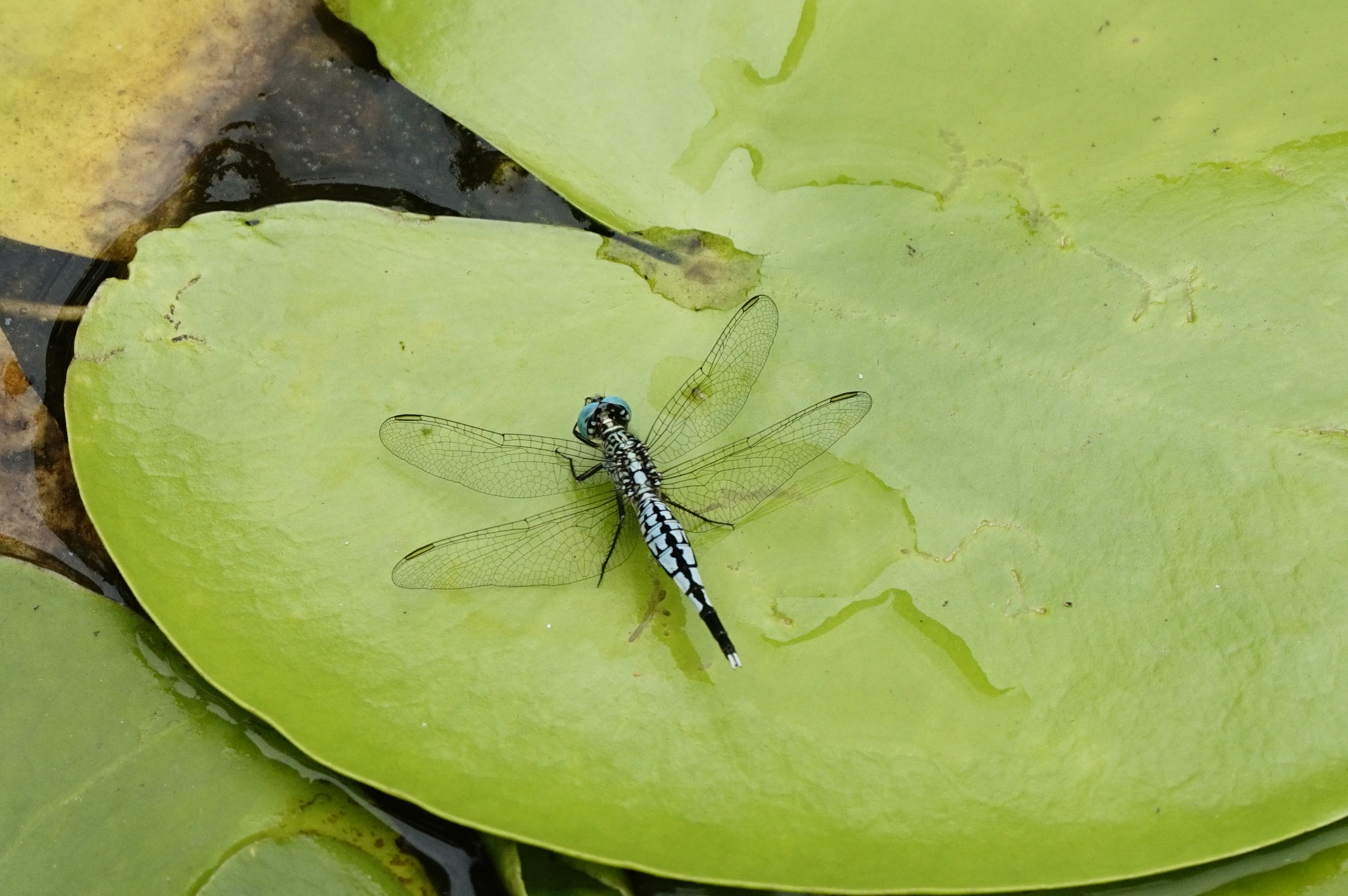 Acisoma panorpoides 5857
