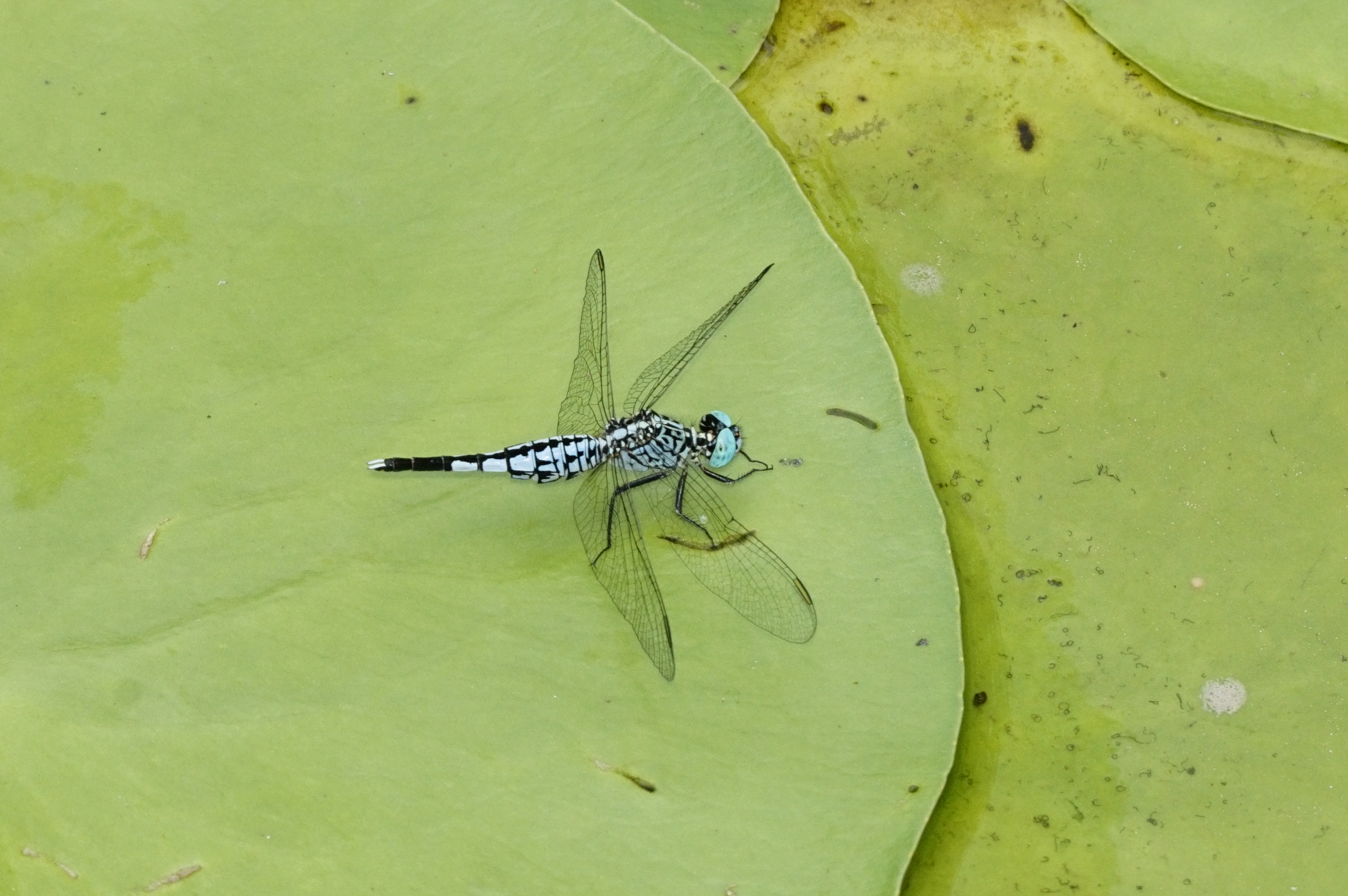 Acisoma panorpoides 5888