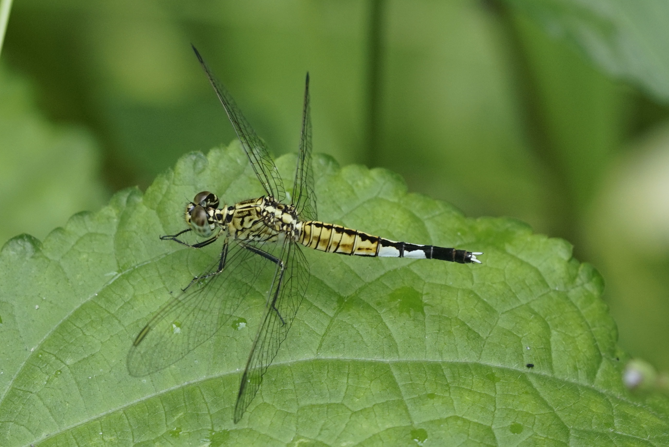 Acisoma panorpoides 6806