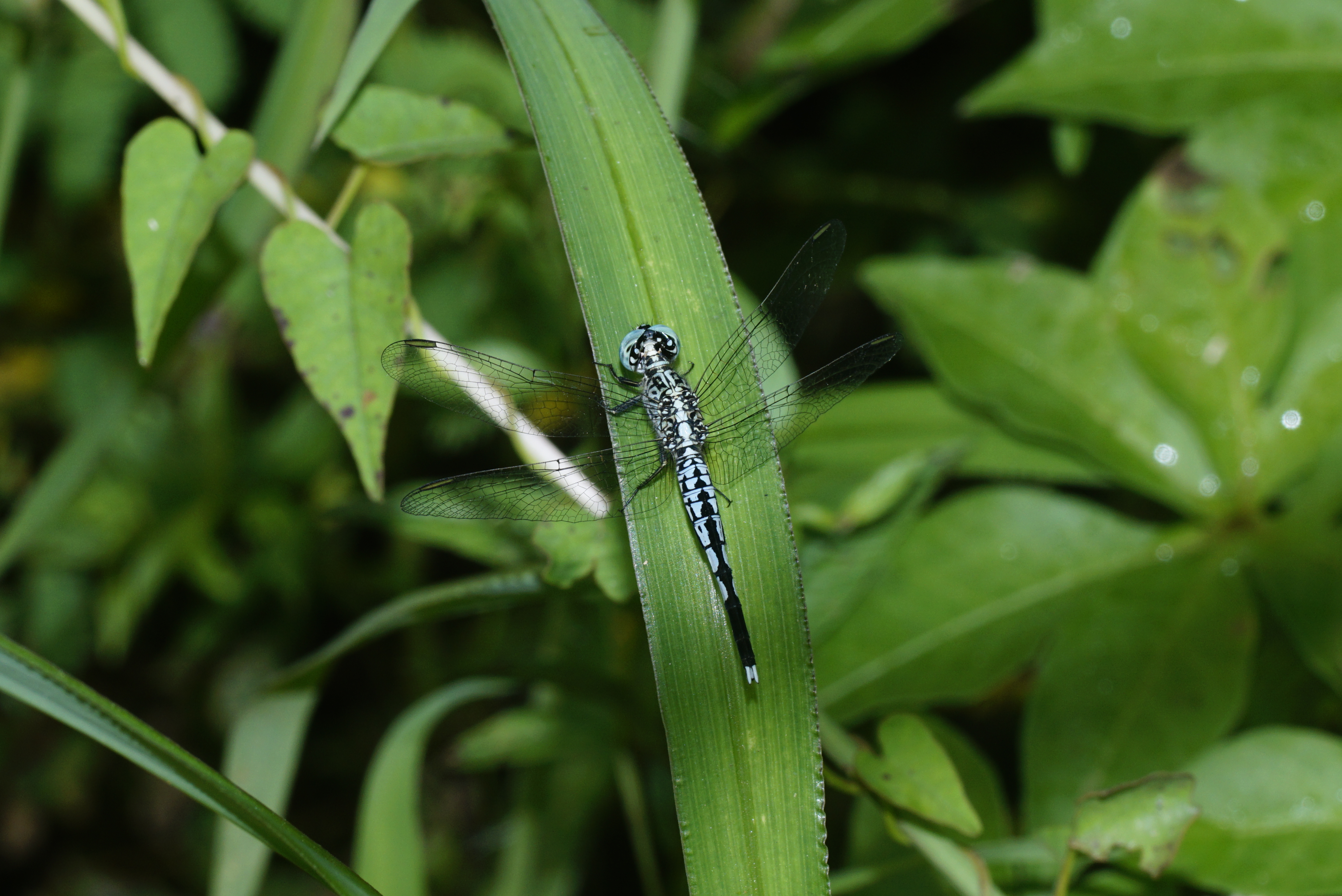 Acisoma panorpoides 8700