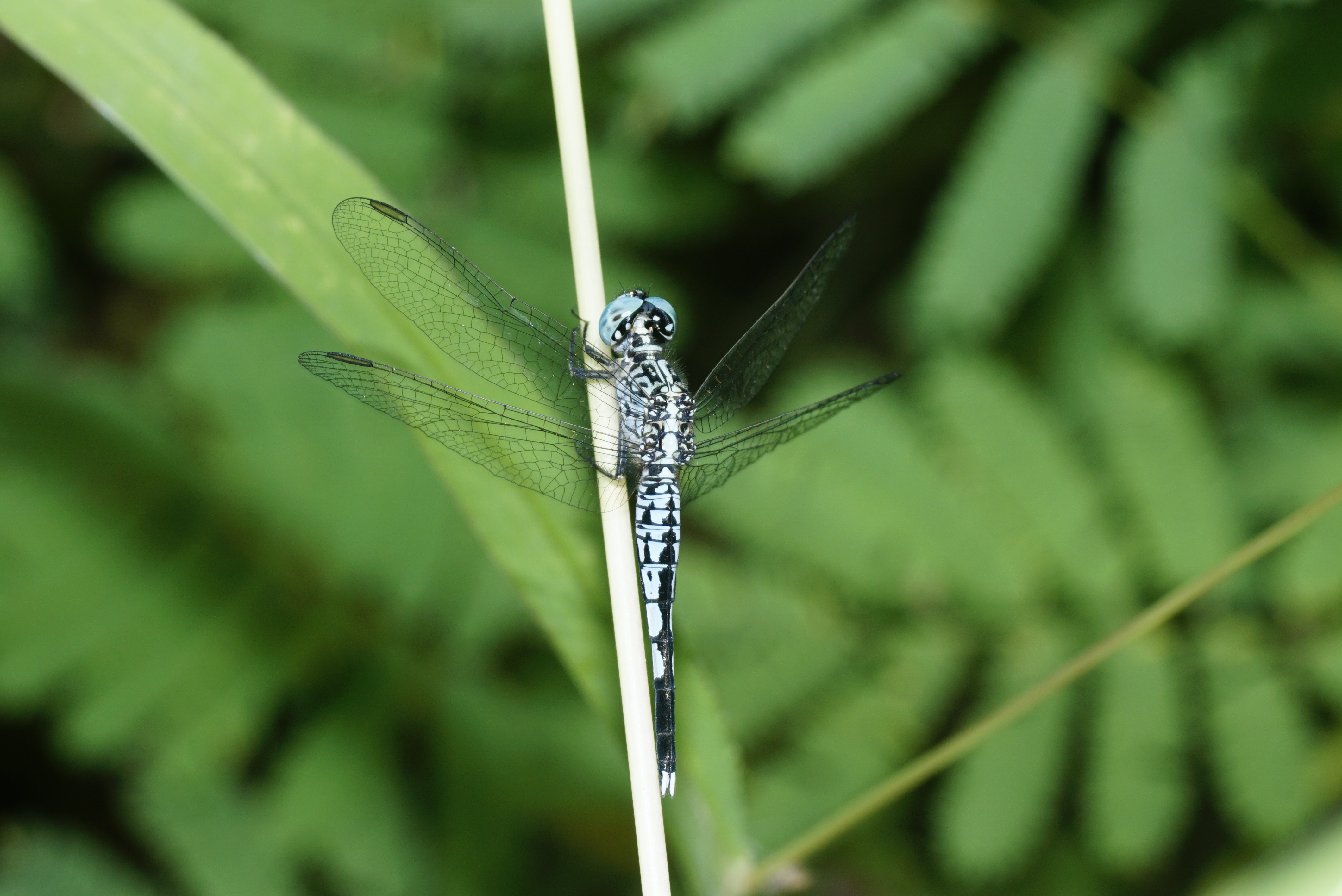 Acisoma panorpoides 8703
