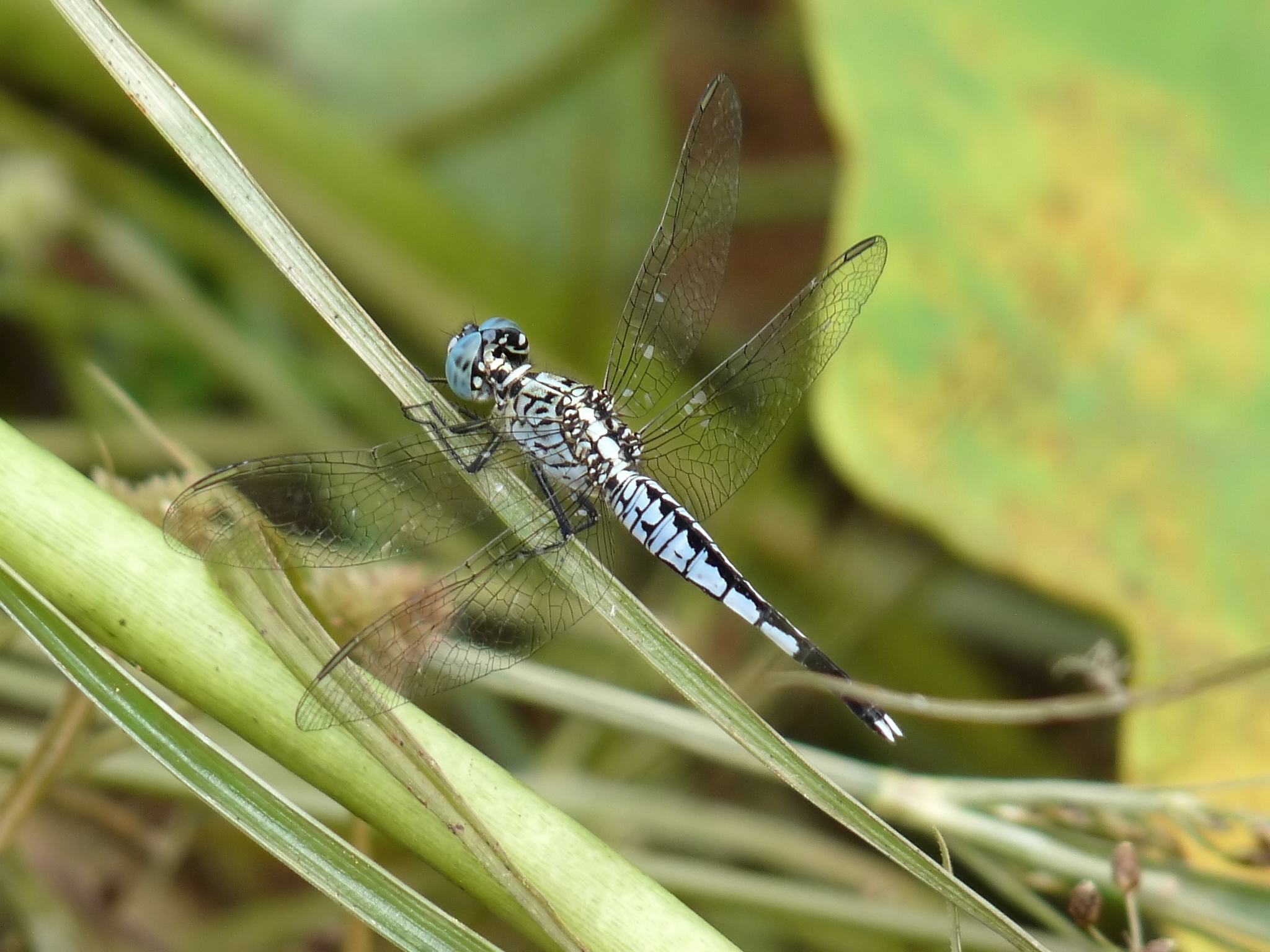 Acisoma panorpoides at Kadavoor