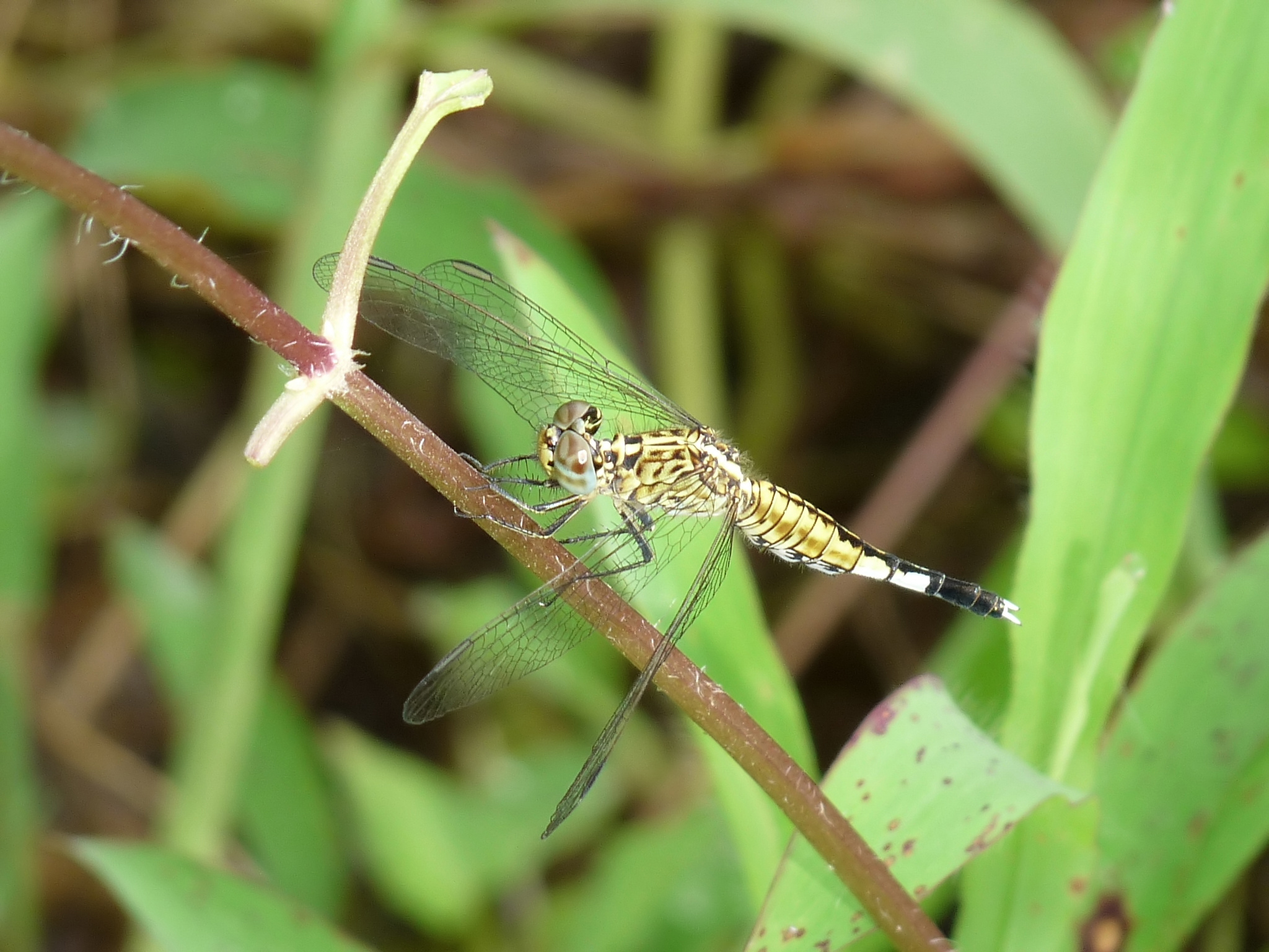 Acisoma panorpoides female by kadavoor