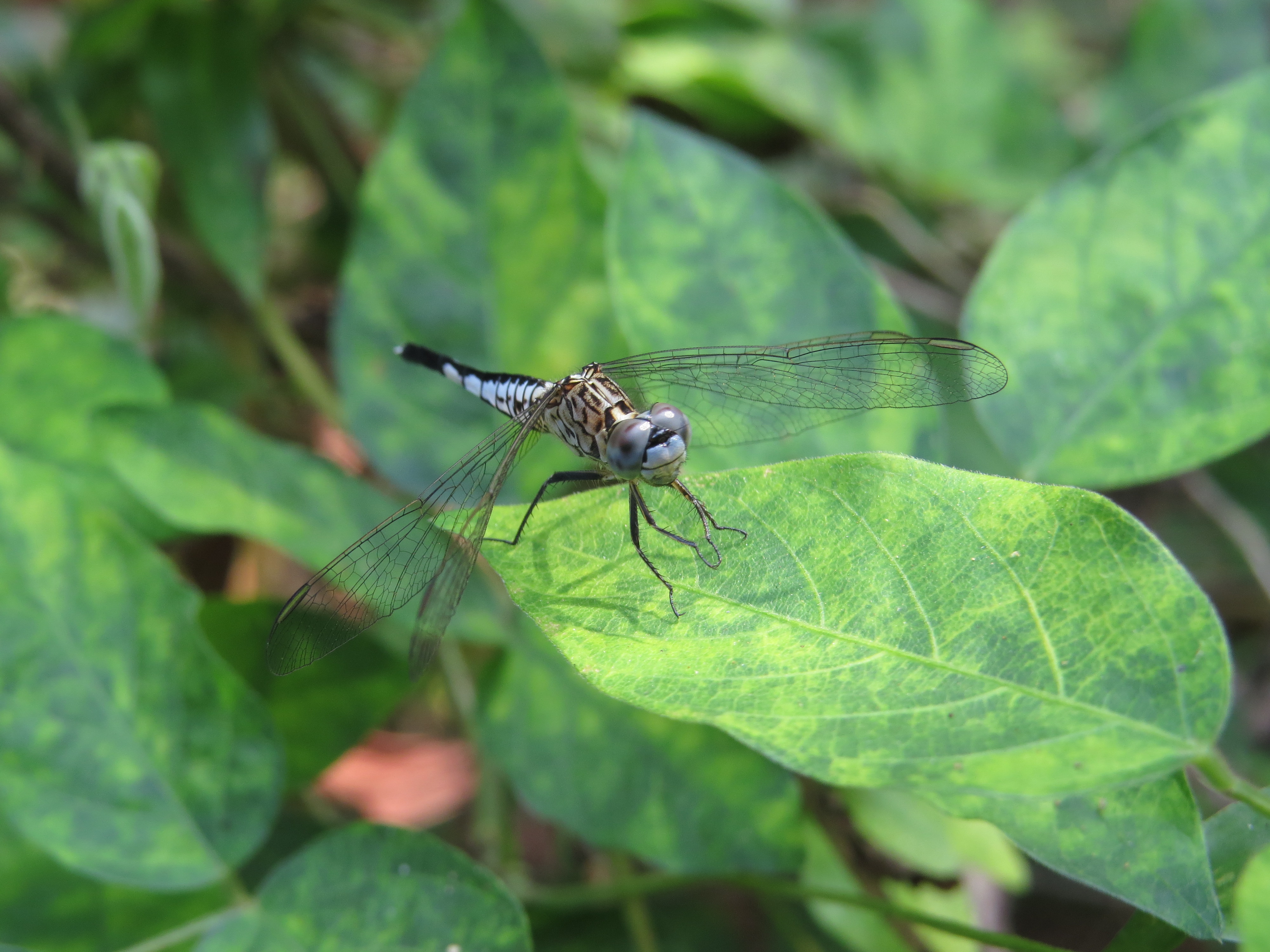 Acisoma panorpoides male at Peravoor (3)