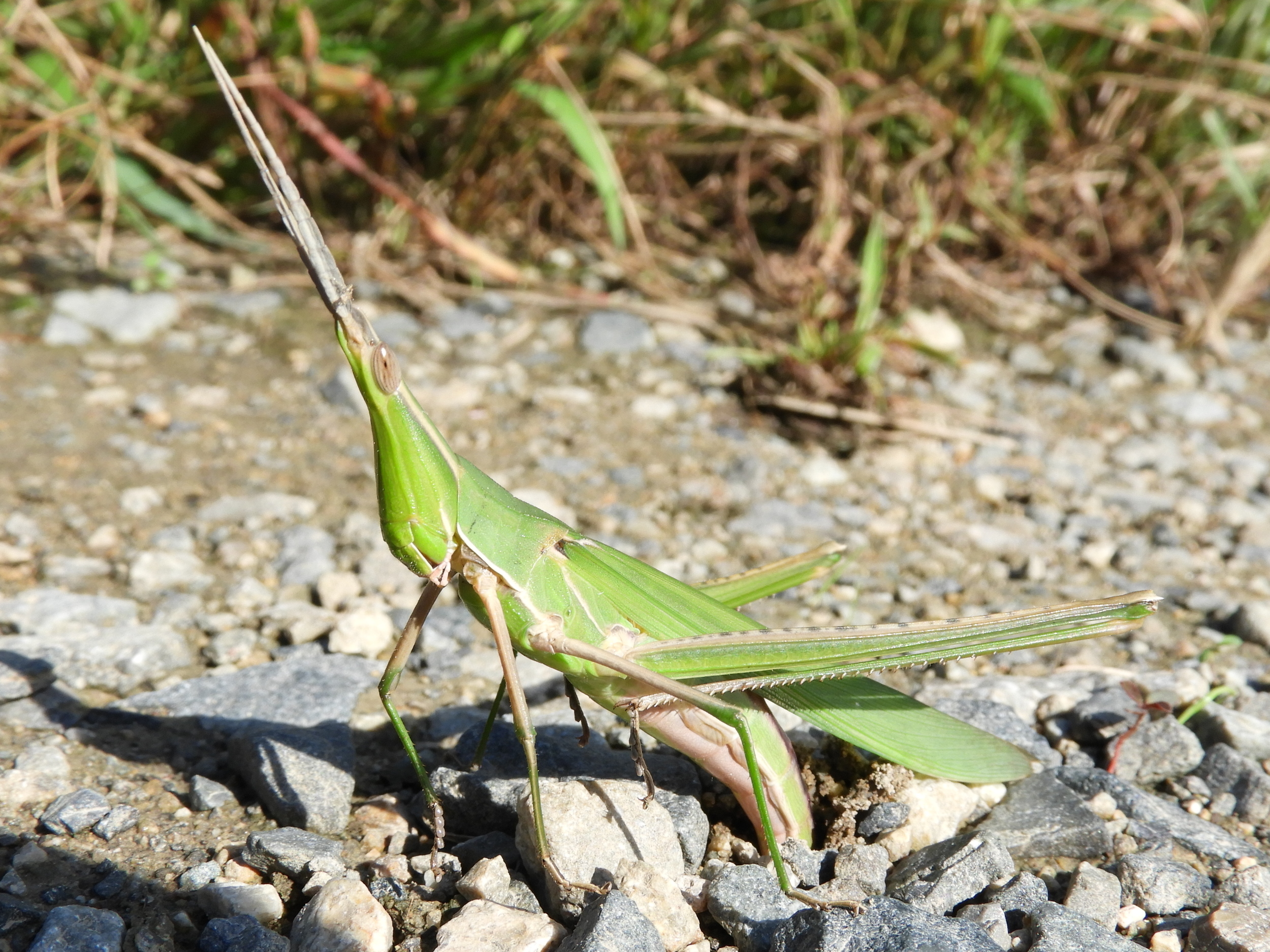 Acrida cinerea(Female,Japan,2017.09.19)