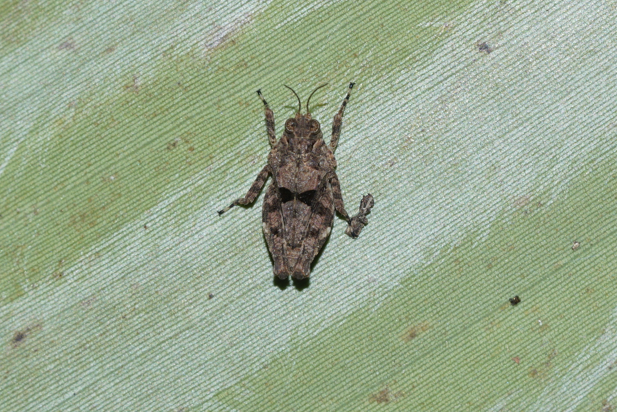 Acrididae 7205