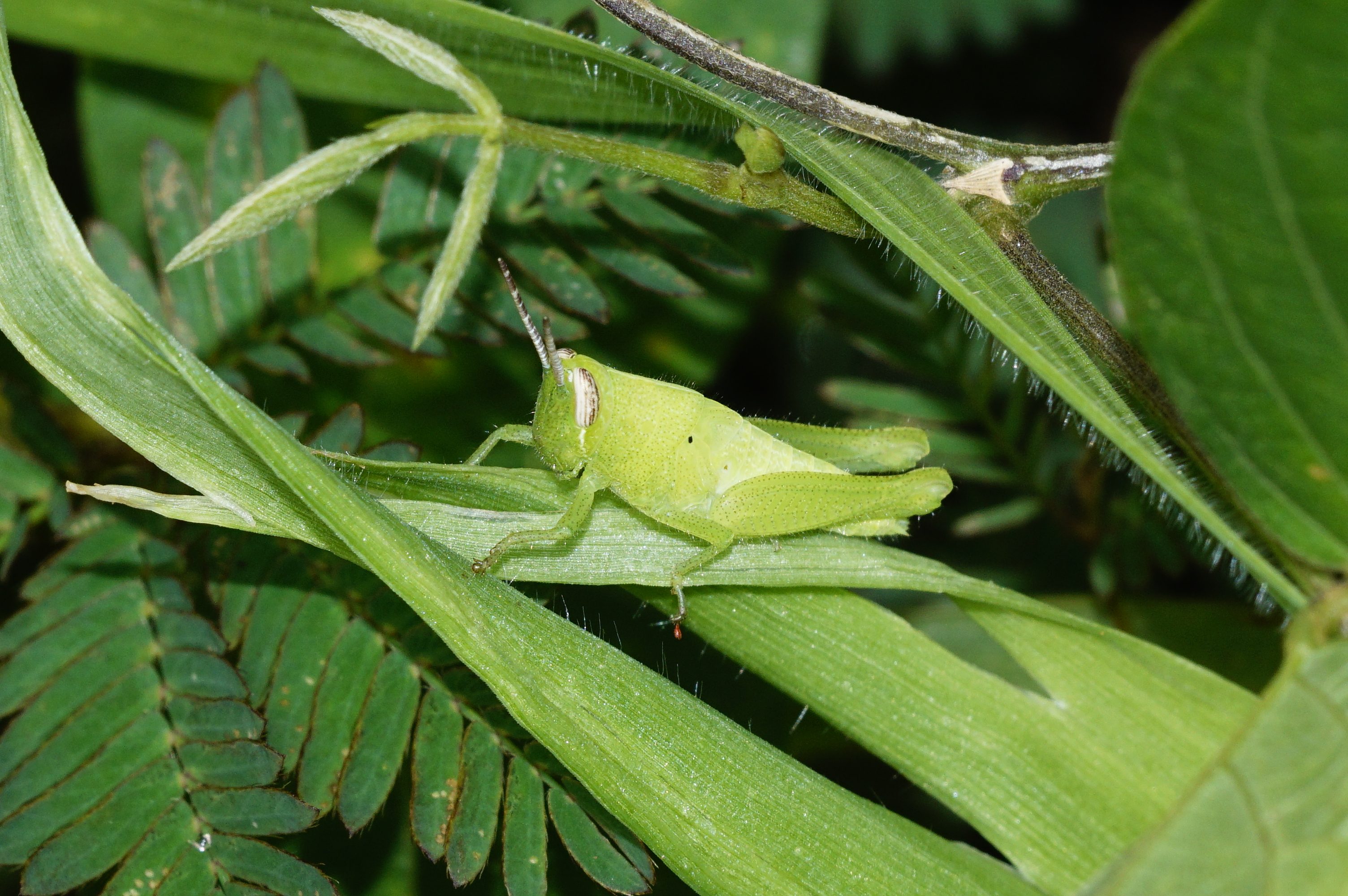 Acrididae 8503