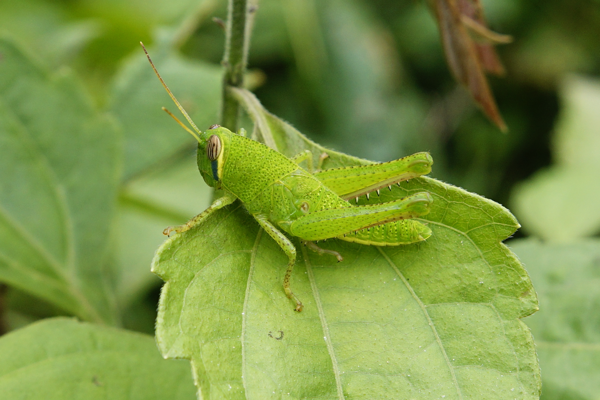 Acrididae 8589