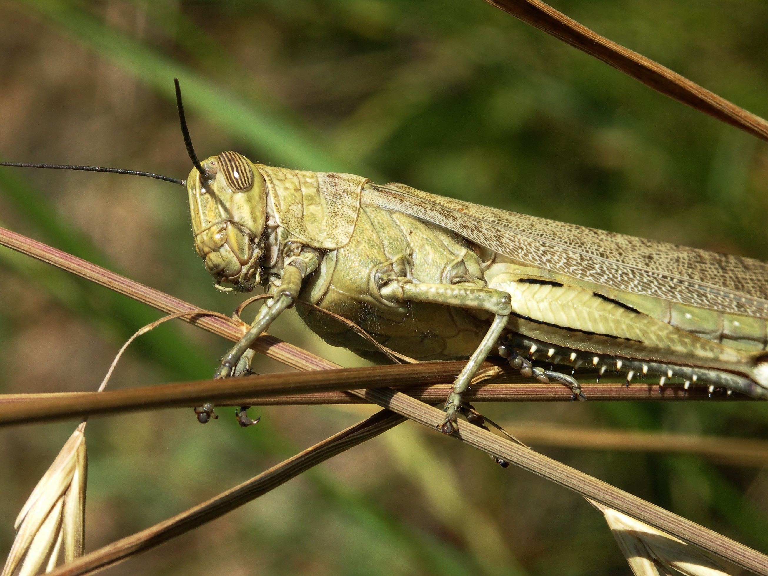 Acrididae grasshopper-3