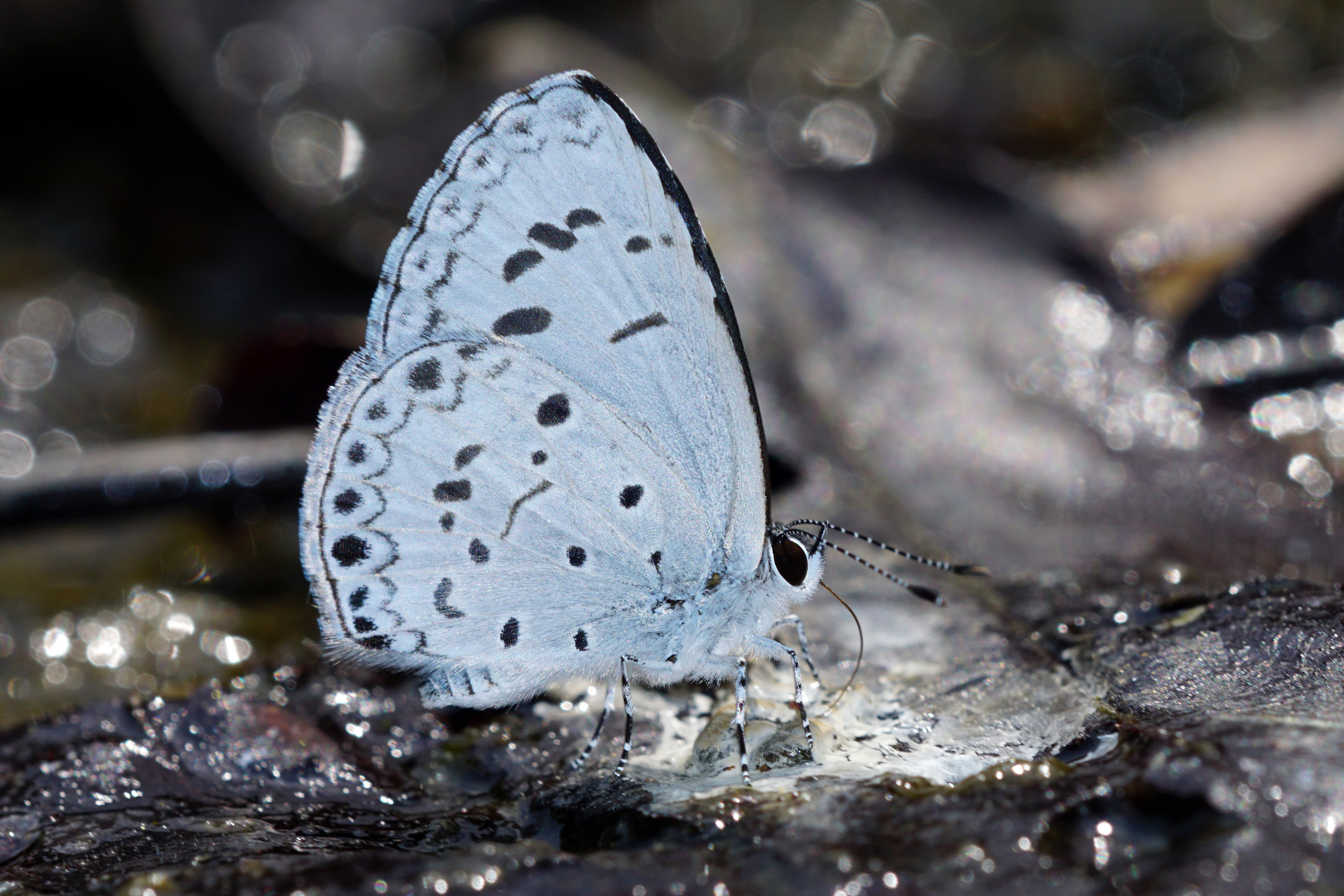 Acytolepsis puspa myla 20150508